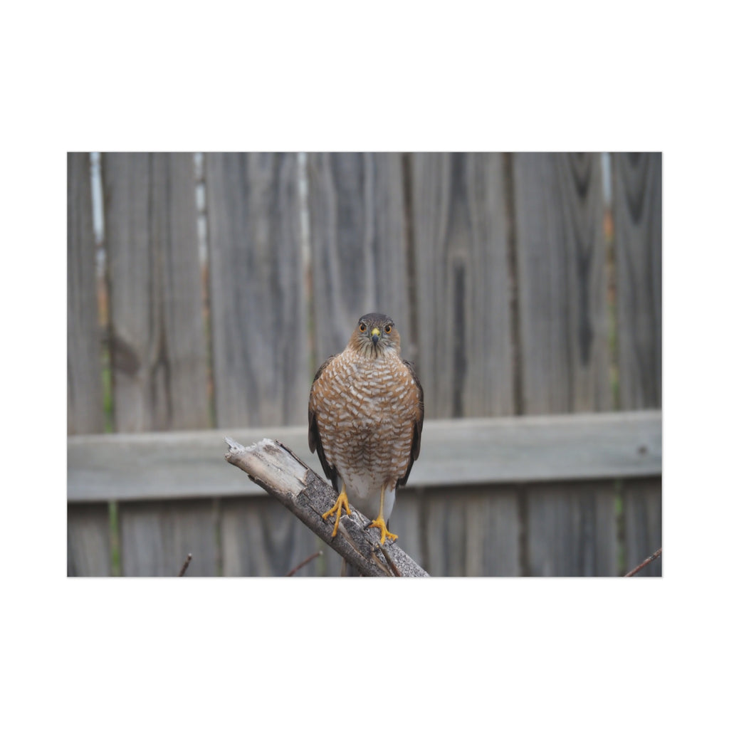 Sharp-Shinned Hawk Photo Poster — Wild Bird Wall Art Print