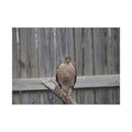 Sharp-Shinned Hawk Photo Poster — Wild Bird Wall Art Print