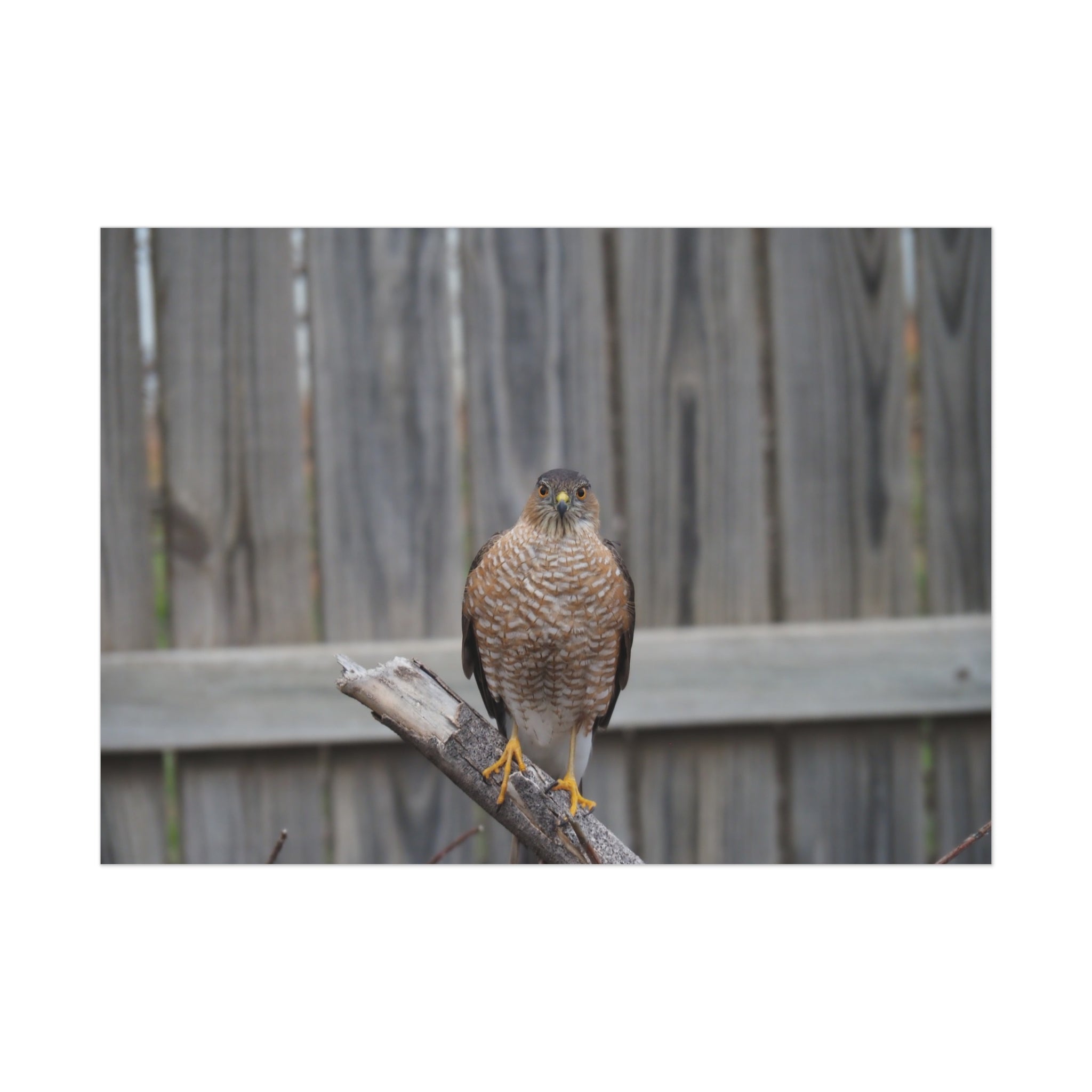 Sharp-Shinned Hawk Photo Poster — Wild Bird Wall Art Print