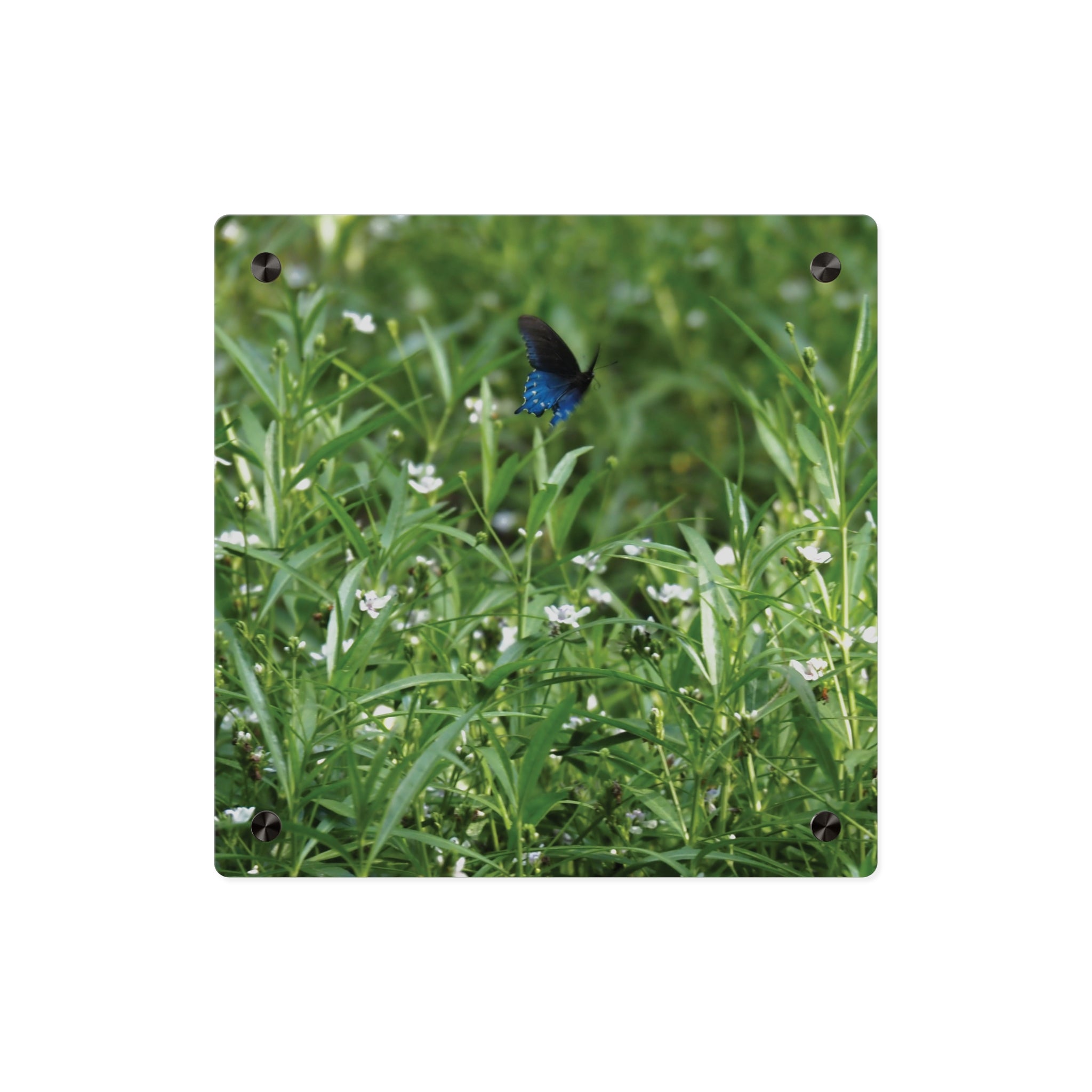 Acrylic Wall Art Panel – Blue Butterfly in Wildflower Meadow