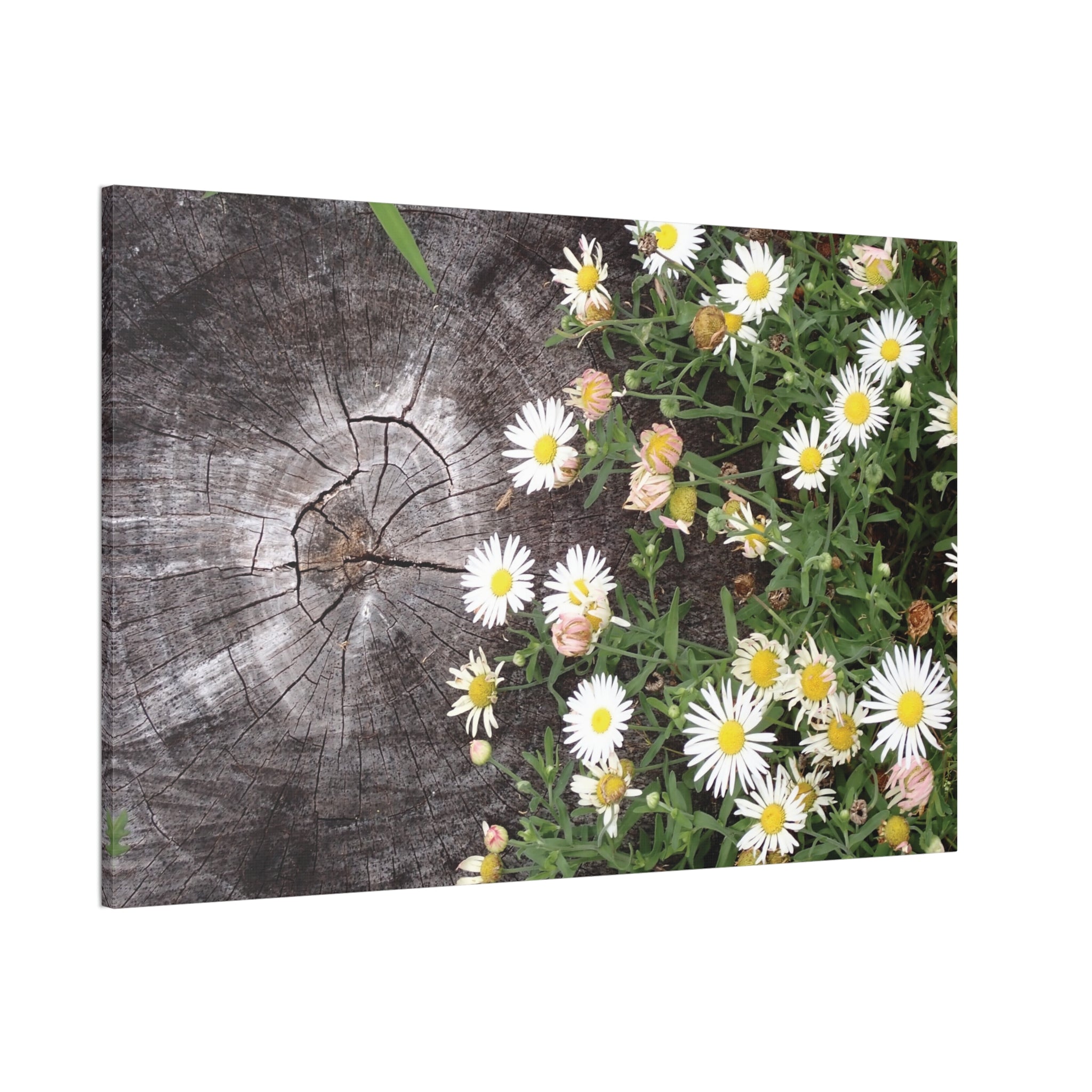 Daisies on Weathered Wood Canvas Wall Art