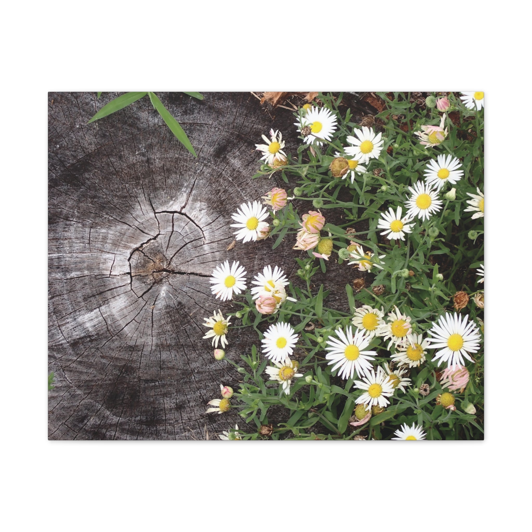 Daisies on Weathered Wood Canvas Wall Art