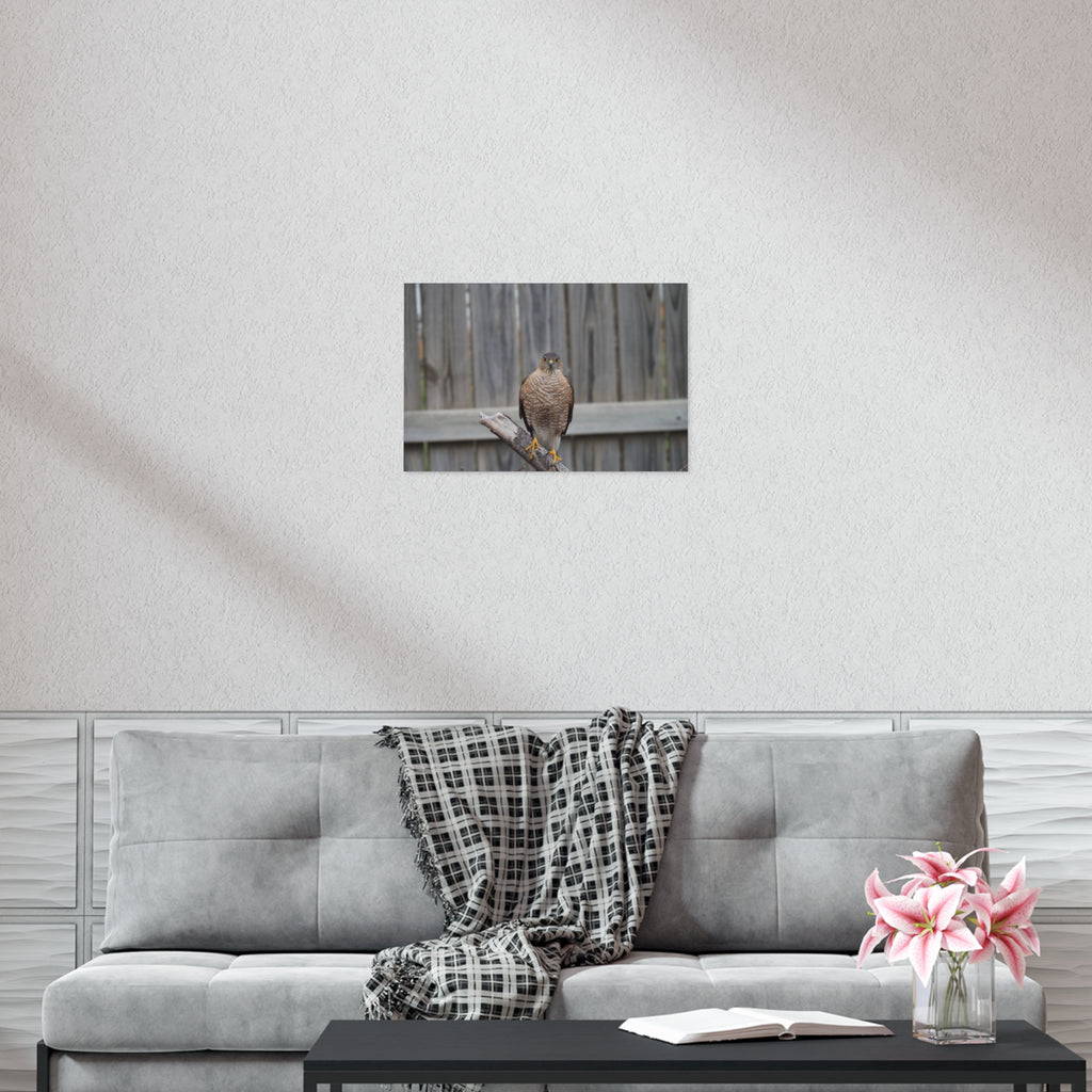 Sharp-Shinned Hawk Photo Poster — Wild Bird Wall Art Print
