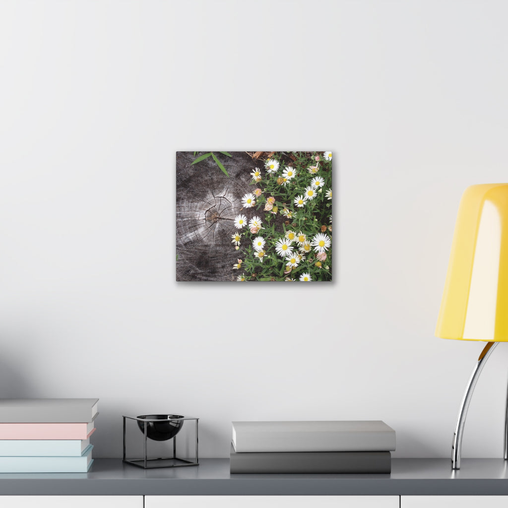 Daisies on Weathered Wood Canvas Wall Art