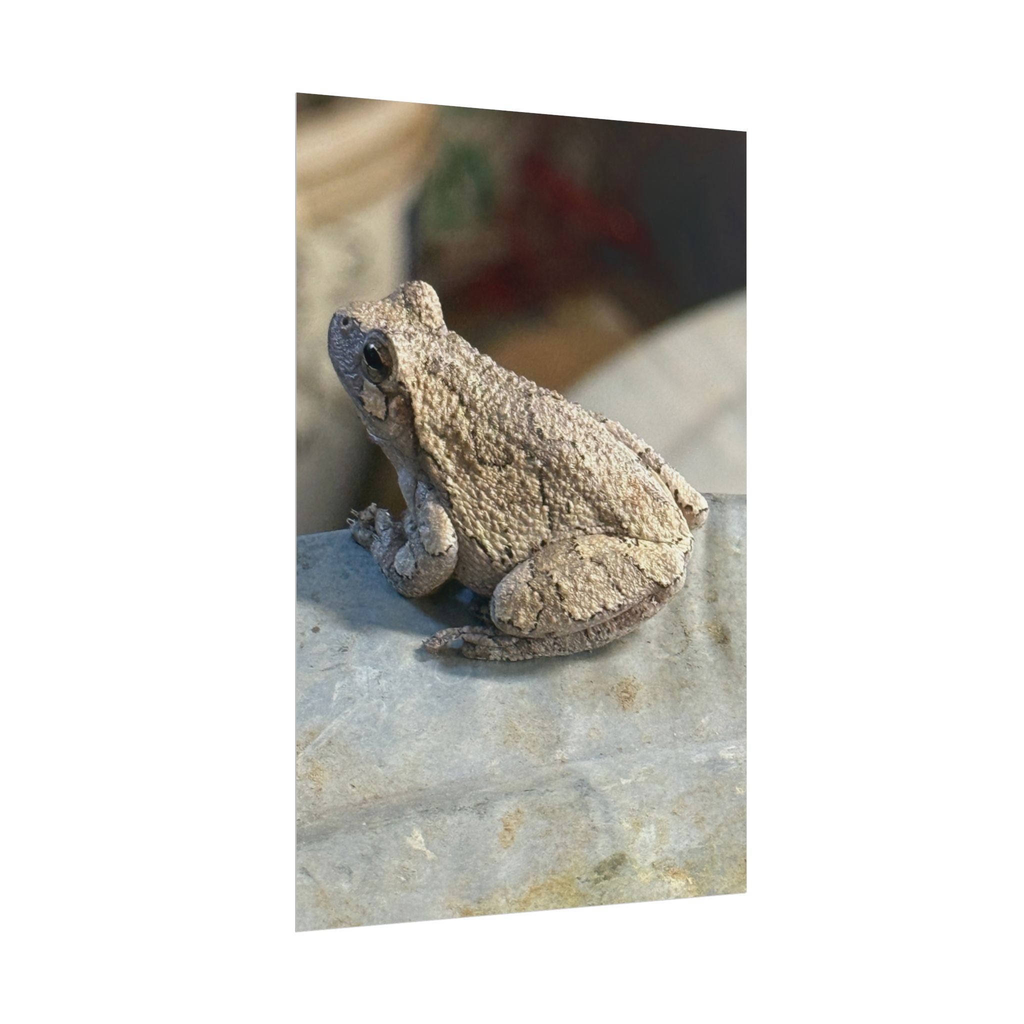 Tree Frog Photography Poster – Nature Wildlife Rolled Wall Art
