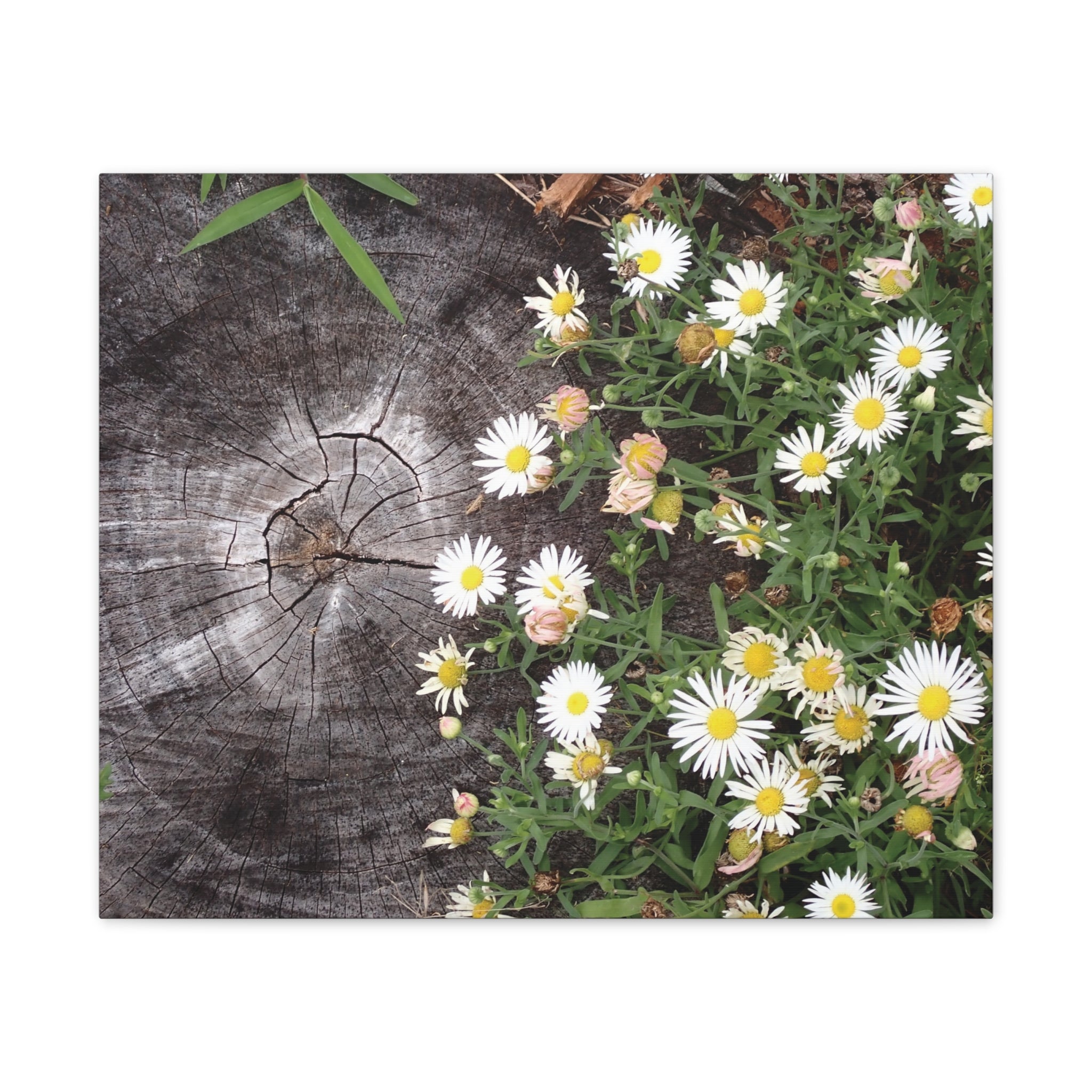 Daisies on Weathered Wood Canvas Wall Art