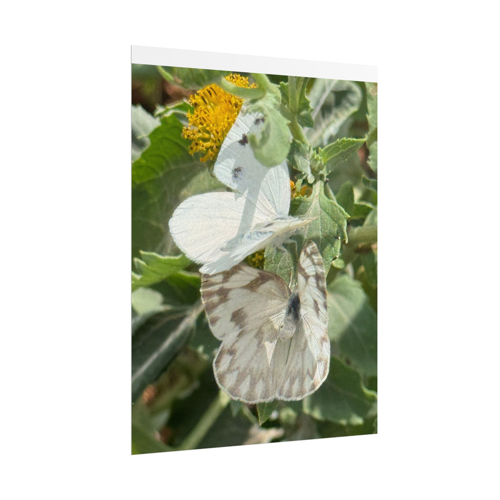 Butterfly Close-Up Rolled Poster — Nature Photography Wall Art