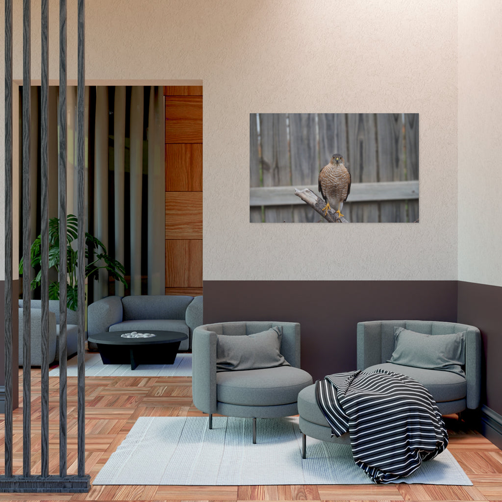 Sharp-Shinned Hawk Photo Poster — Wild Bird Wall Art Print