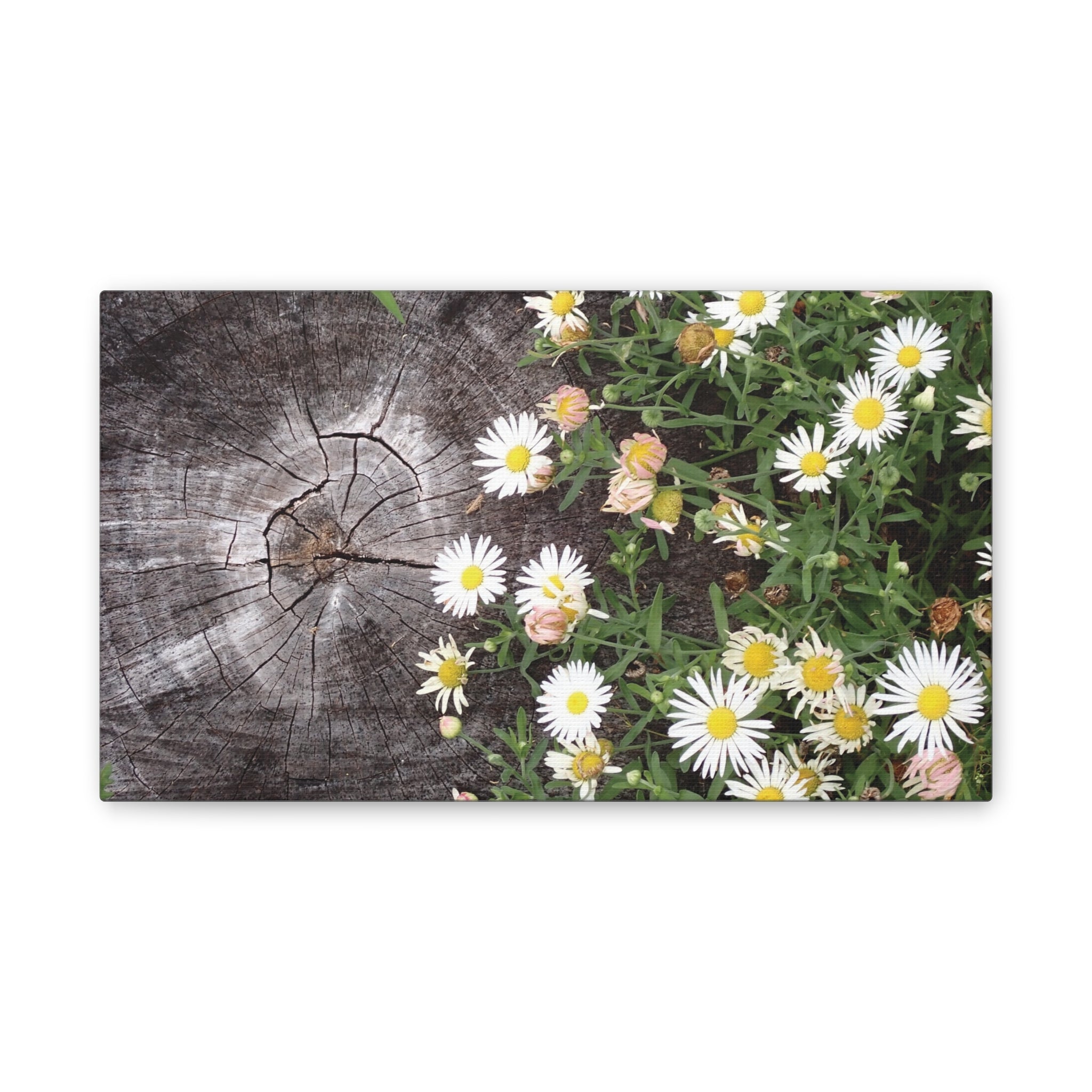 Daisies on Weathered Wood Canvas Wall Art
