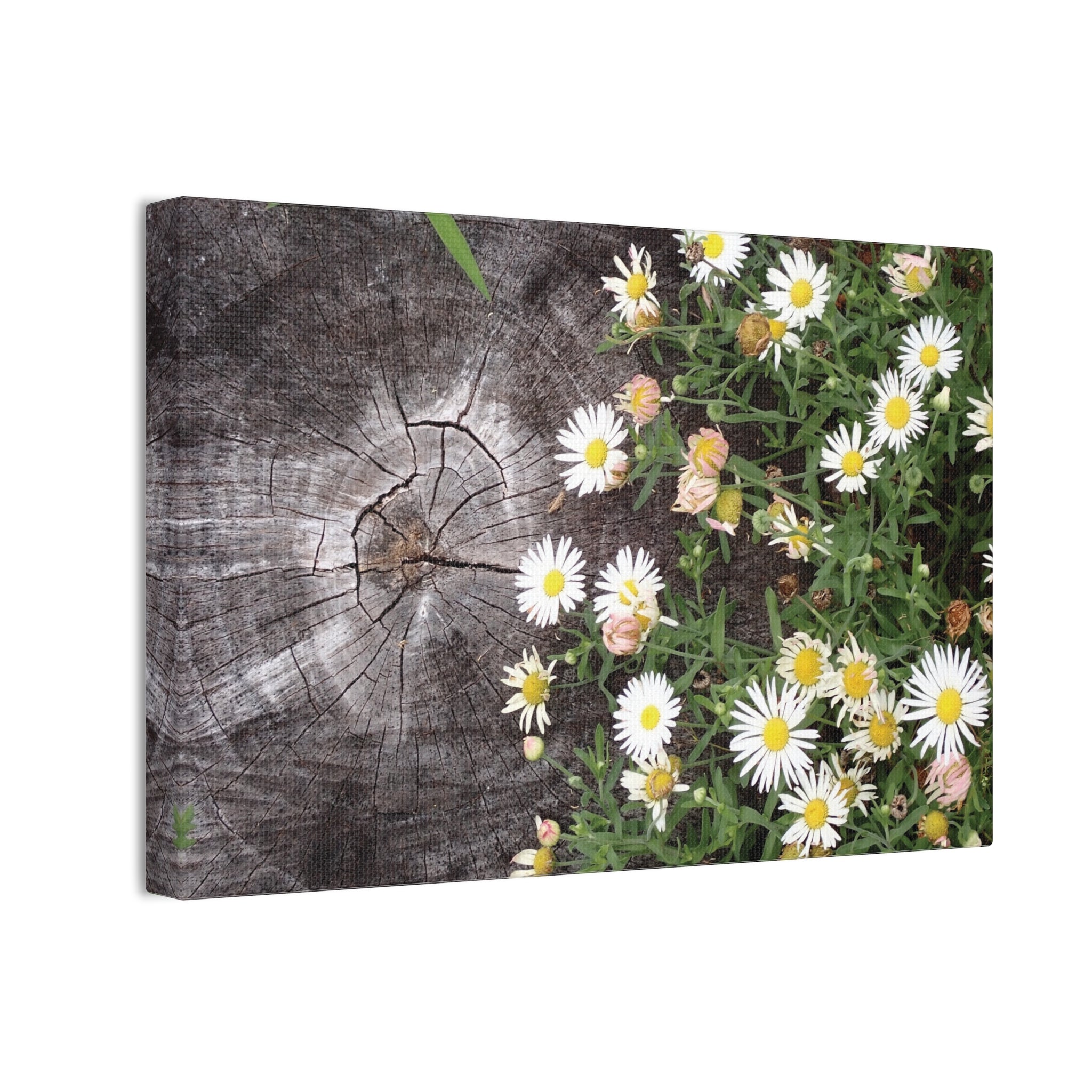 Daisies on Weathered Wood Canvas Wall Art