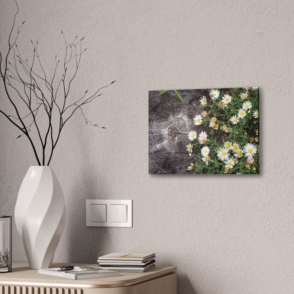 Daisies on Weathered Wood Canvas Wall Art