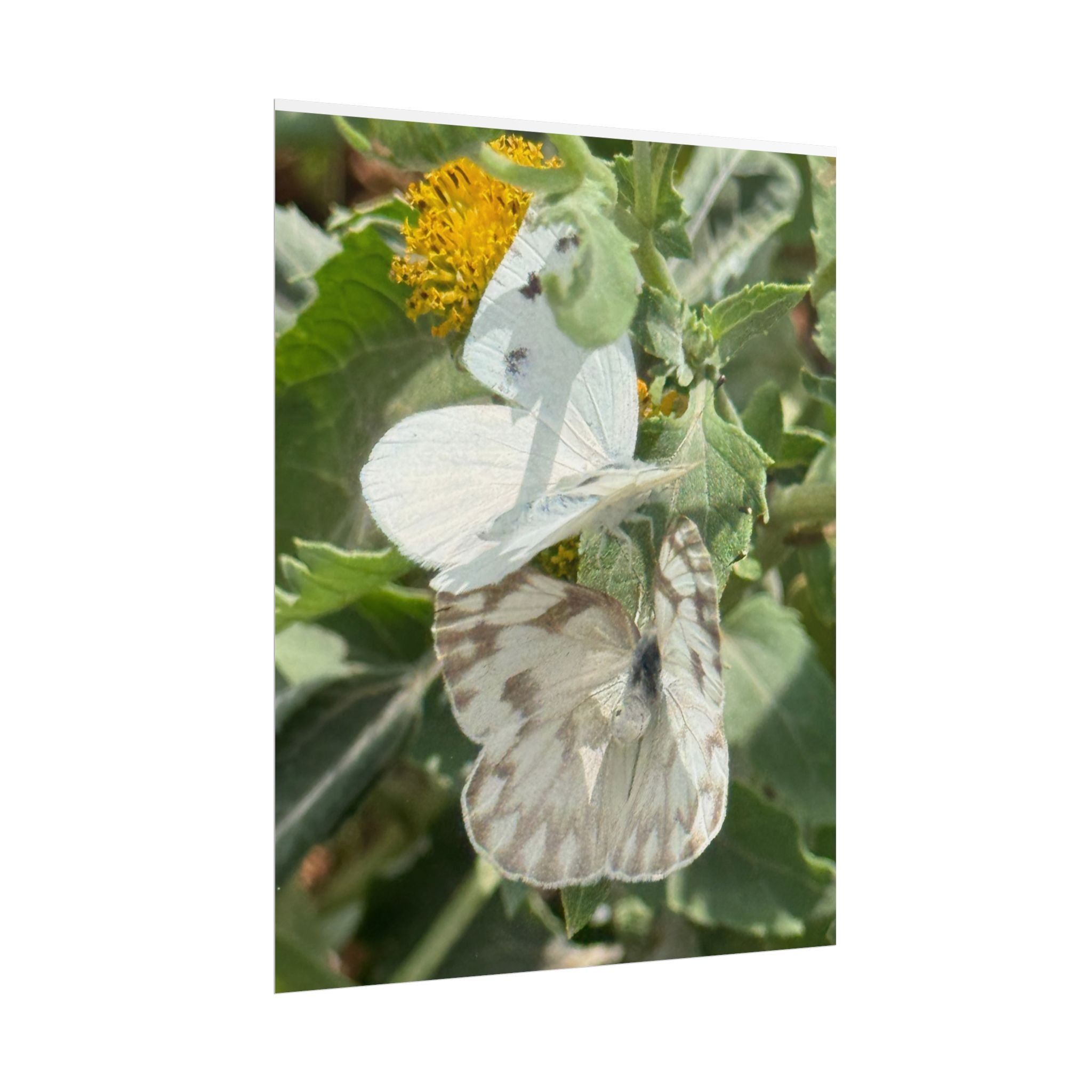 Butterfly Close-Up Rolled Poster — Nature Photography Wall Art