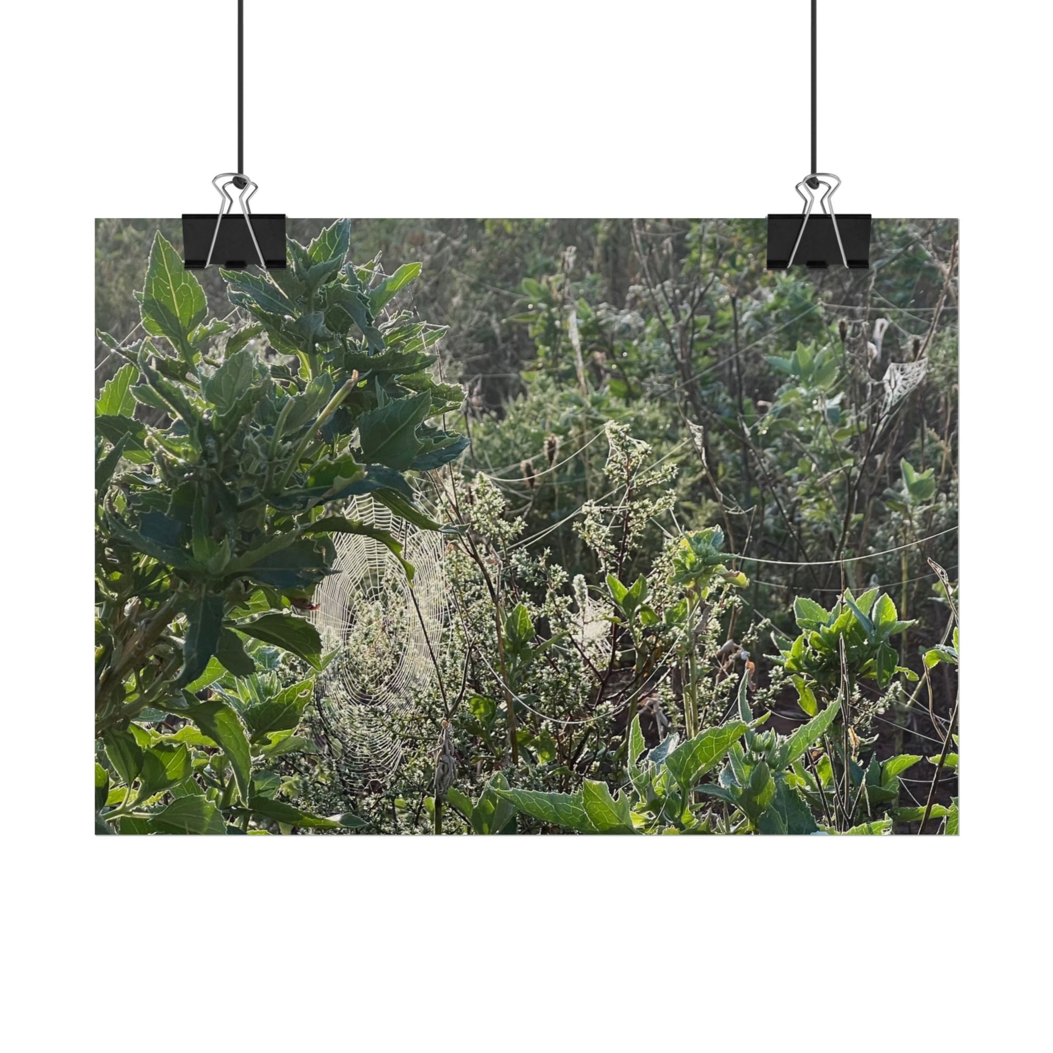 Botanical Greenery Poster — Wild Meadow Spider Web Rolled Art Print
