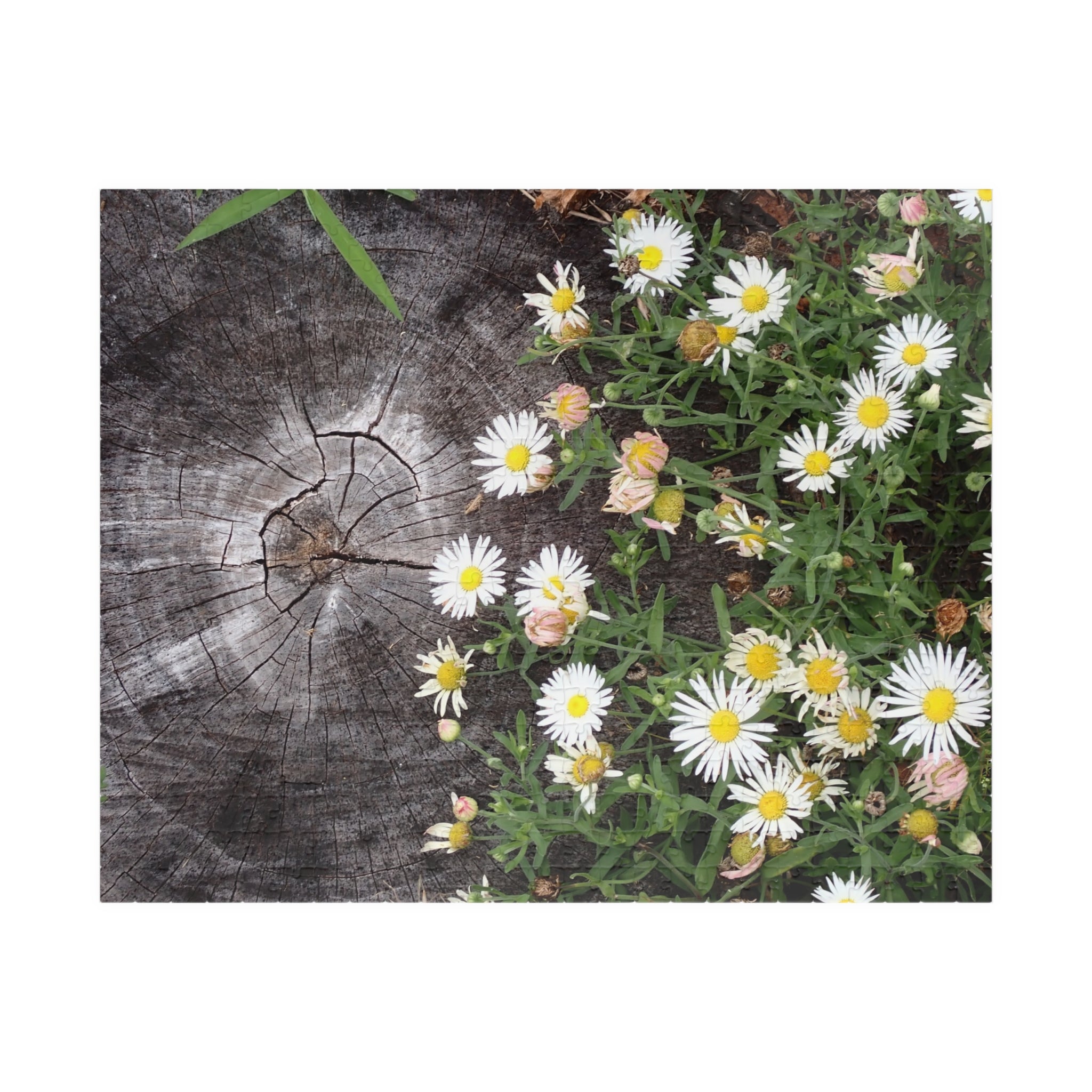 Daisy Garden Puzzle — Rustic Wood & Wildflower Jigsaw (110–1014 pcs)