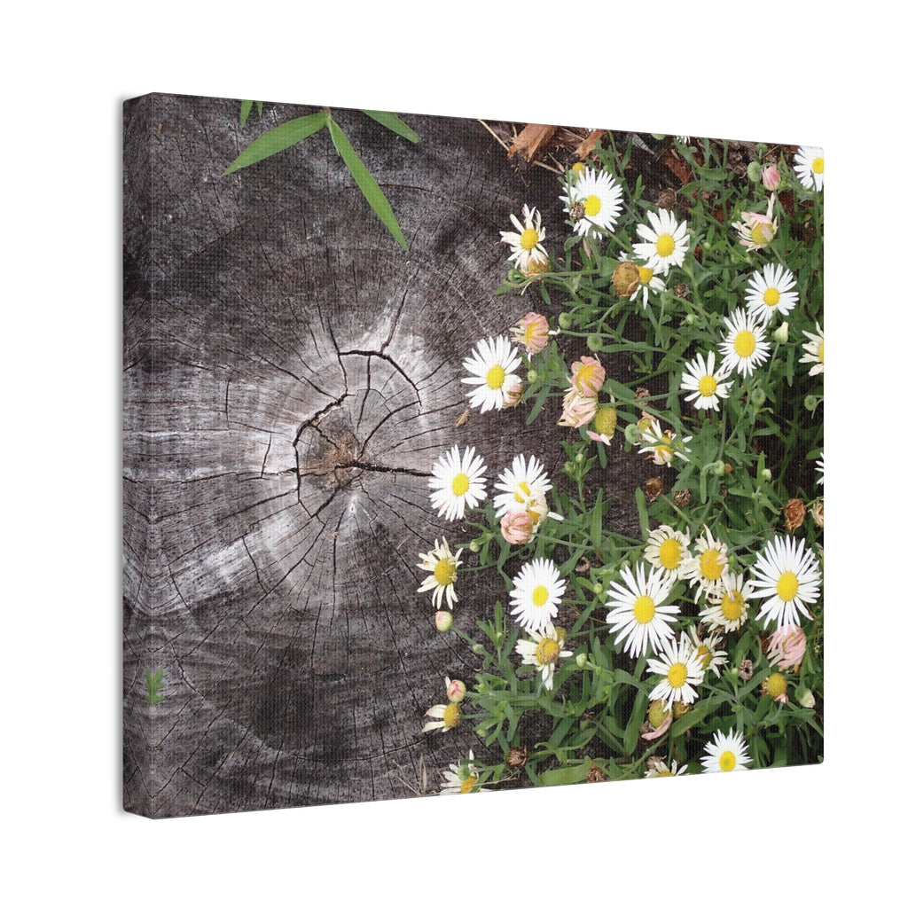 Daisies on Weathered Wood Canvas Wall Art