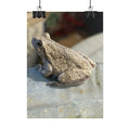 Tree Frog Photography Poster – Nature Wildlife Rolled Wall Art