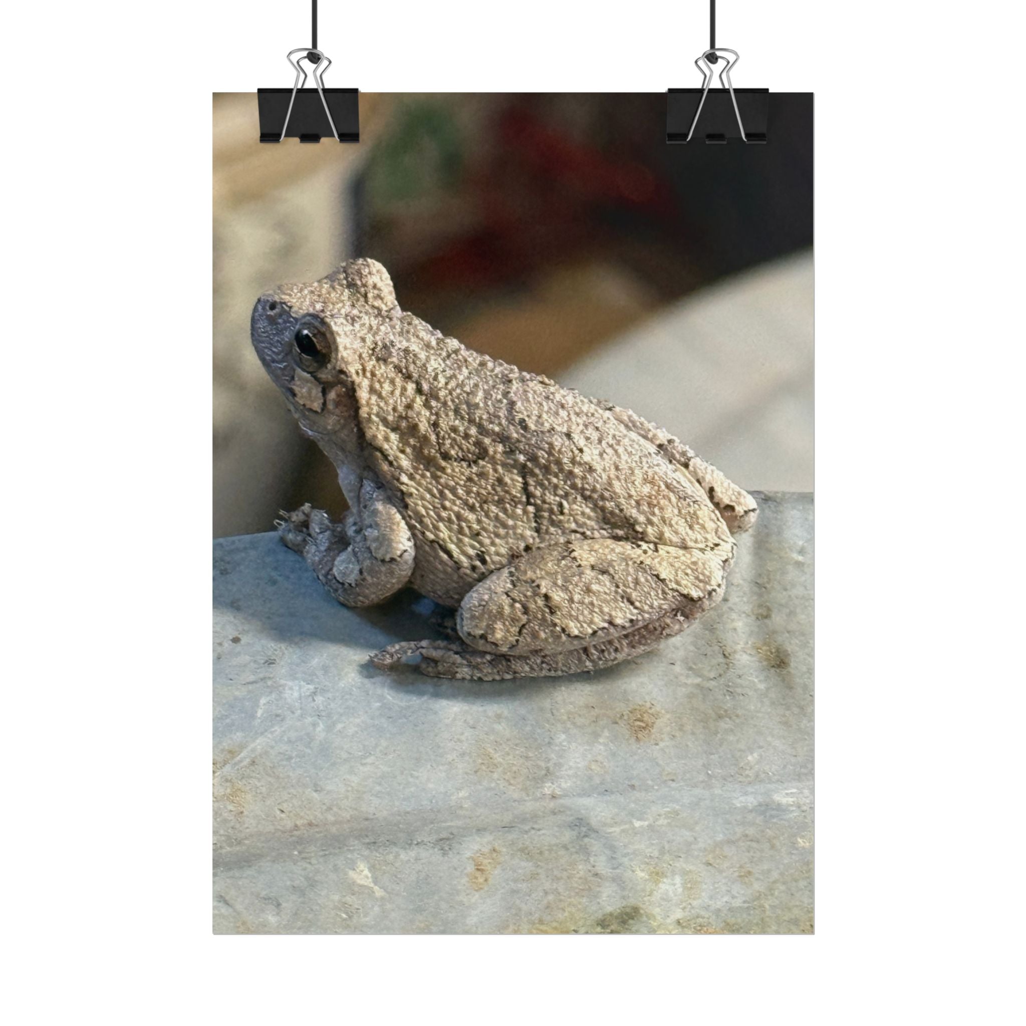 Tree Frog Photography Poster – Nature Wildlife Rolled Wall Art