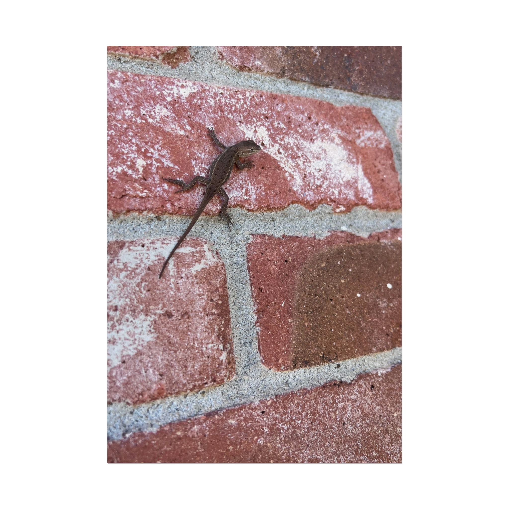 Lizard on Brick Wall Rolled Poster — Nature Photography Wall Art
