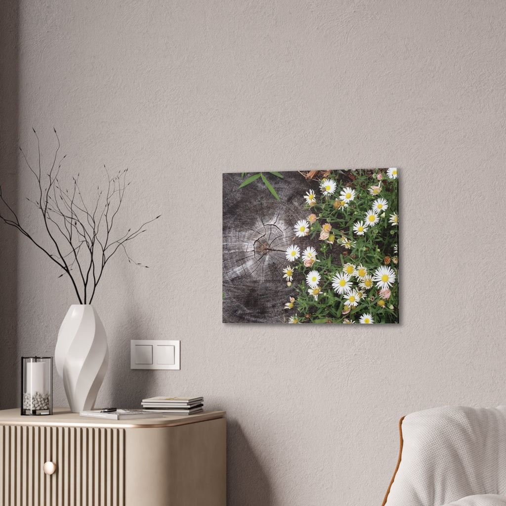 Daisies on Weathered Wood Canvas Wall Art
