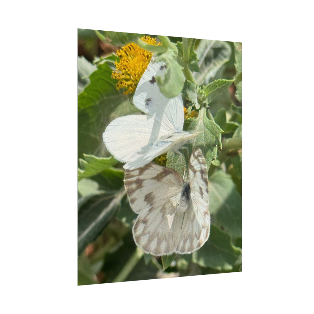 Butterfly Close-Up Rolled Poster — Nature Photography Wall Art