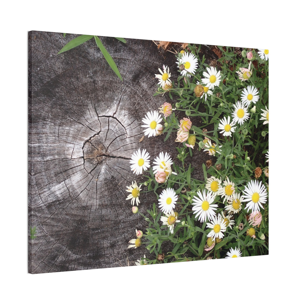 Daisies on Weathered Wood Canvas Wall Art