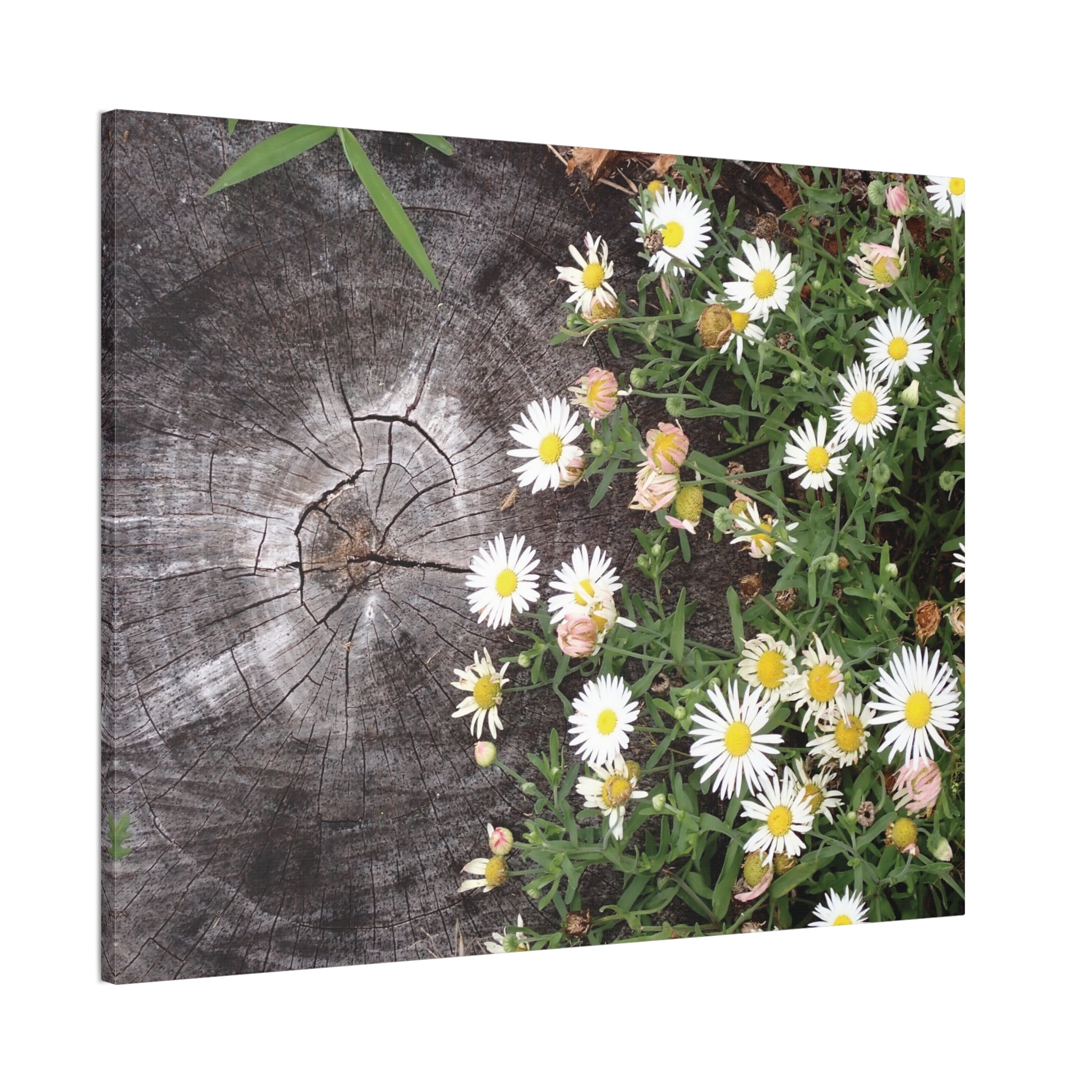 Daisies on Weathered Wood Canvas Wall Art
