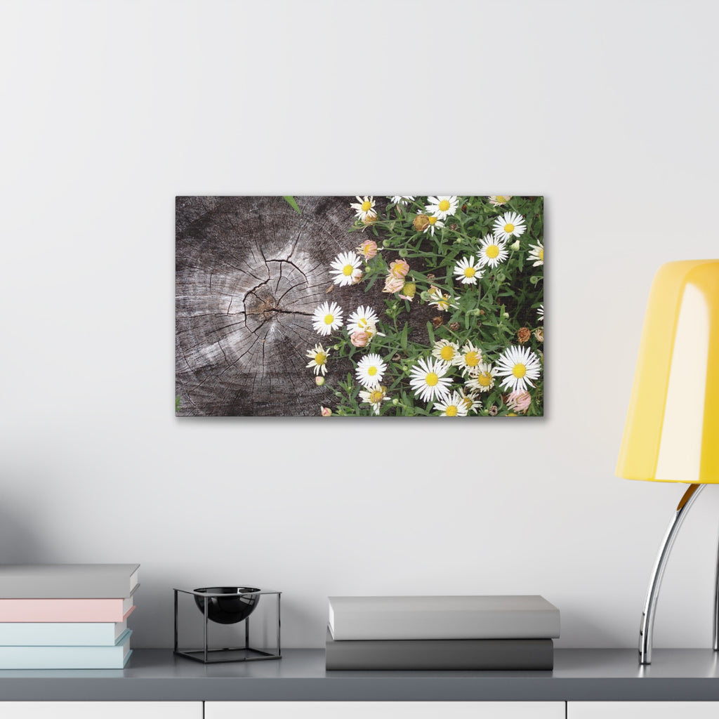 Daisies on Weathered Wood Canvas Wall Art