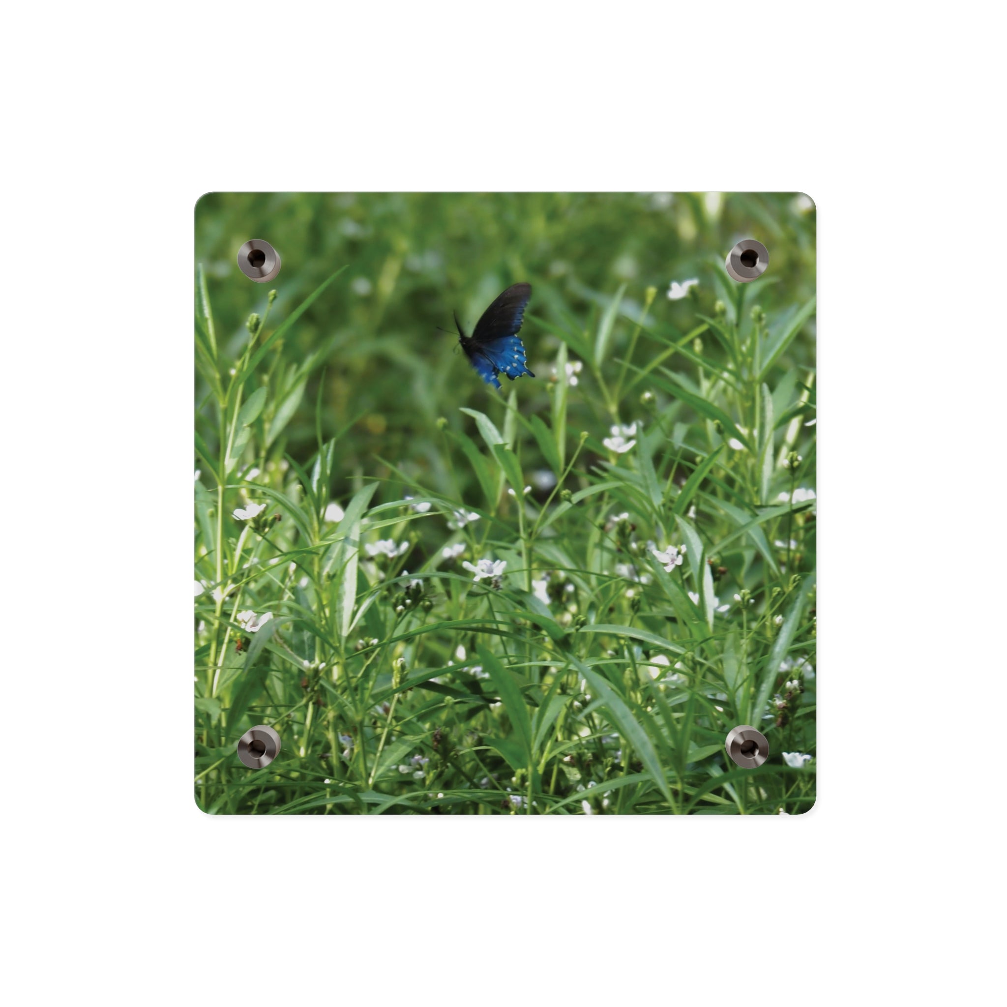 Acrylic Wall Art Panel – Blue Butterfly in Wildflower Meadow