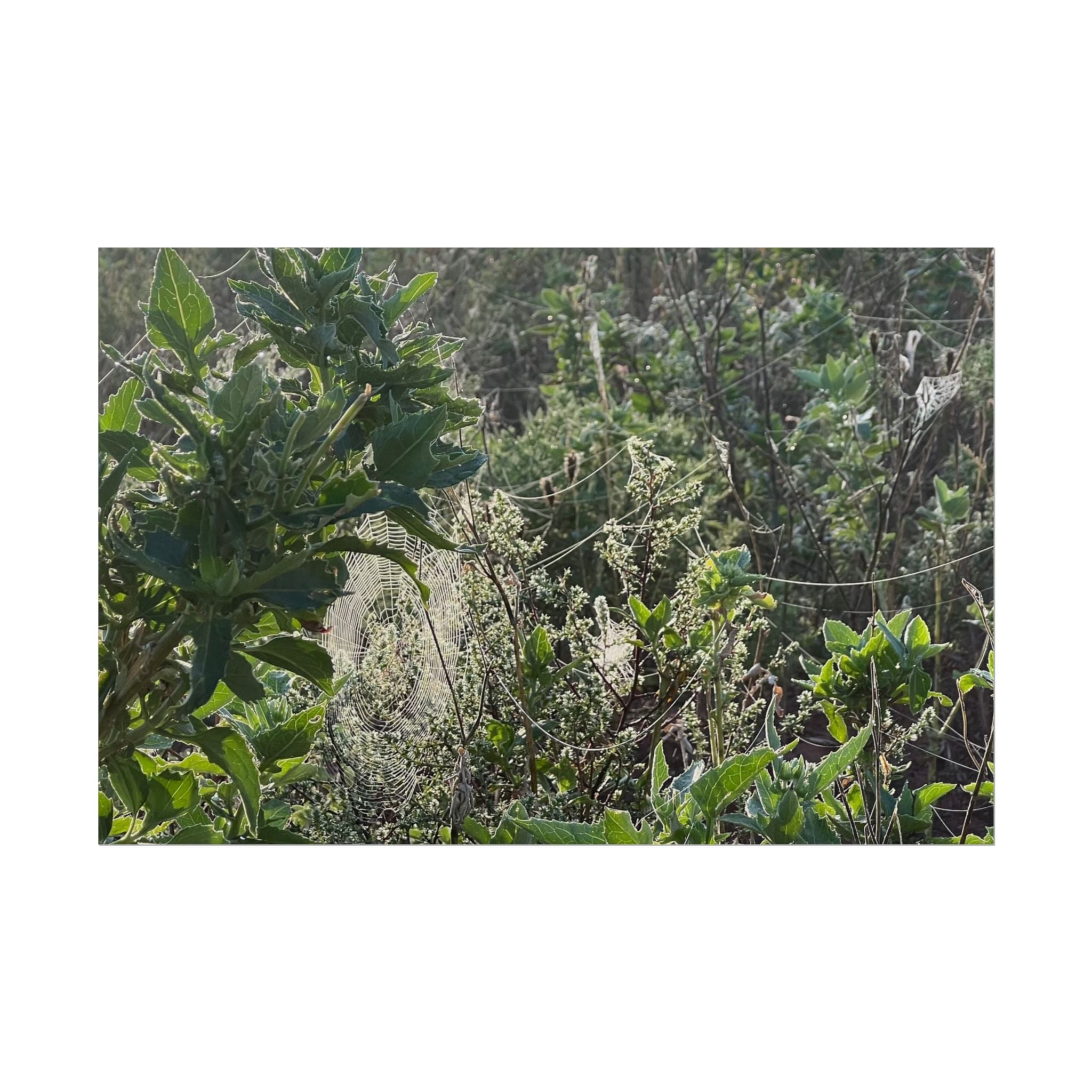 Botanical Greenery Poster — Wild Meadow Spider Web Rolled Art Print