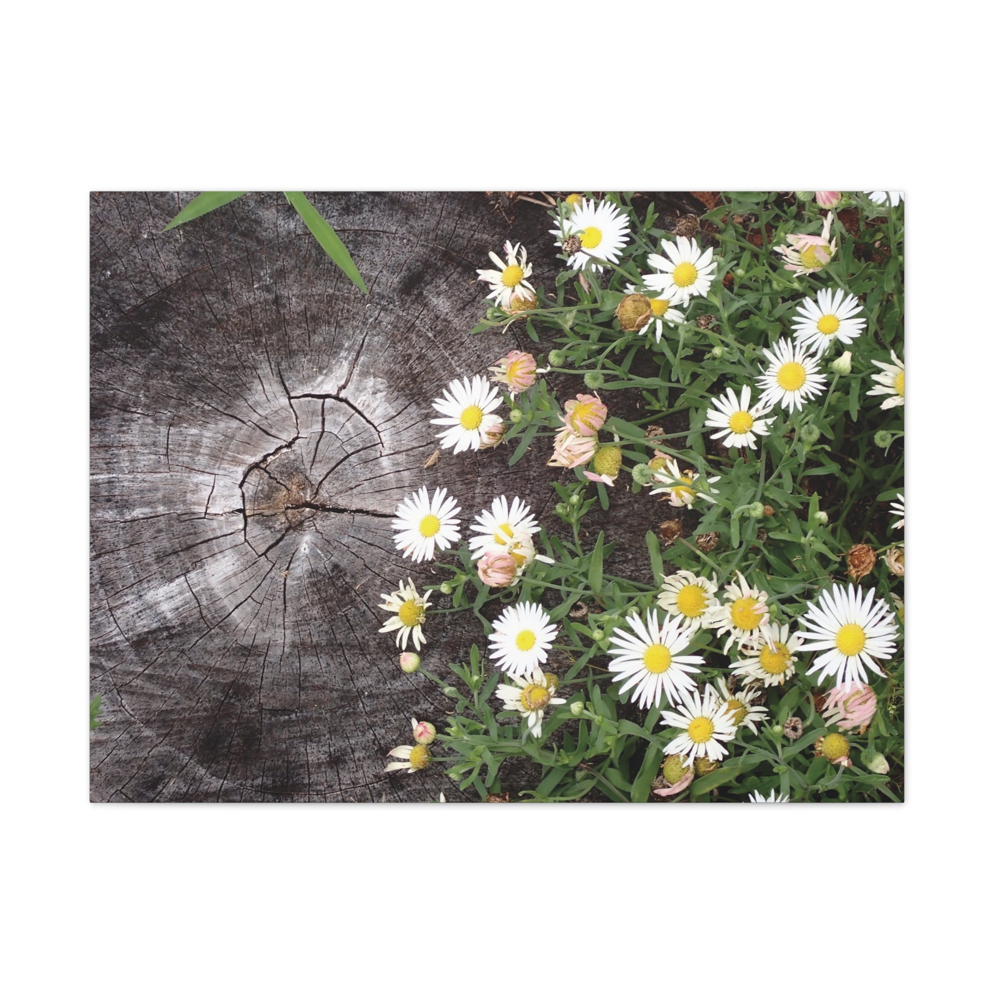 Daisies on Weathered Wood Canvas Wall Art