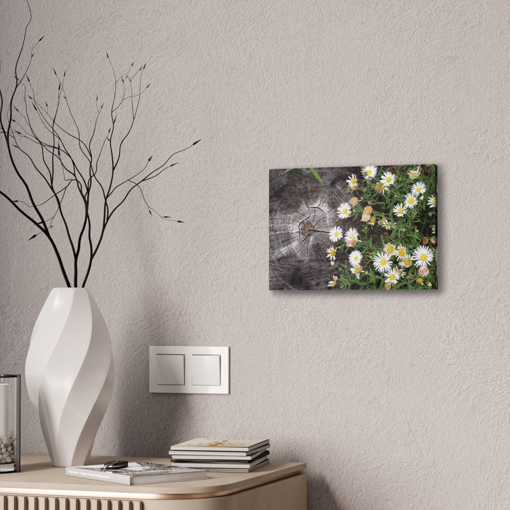 Daisies on Weathered Wood Canvas Wall Art