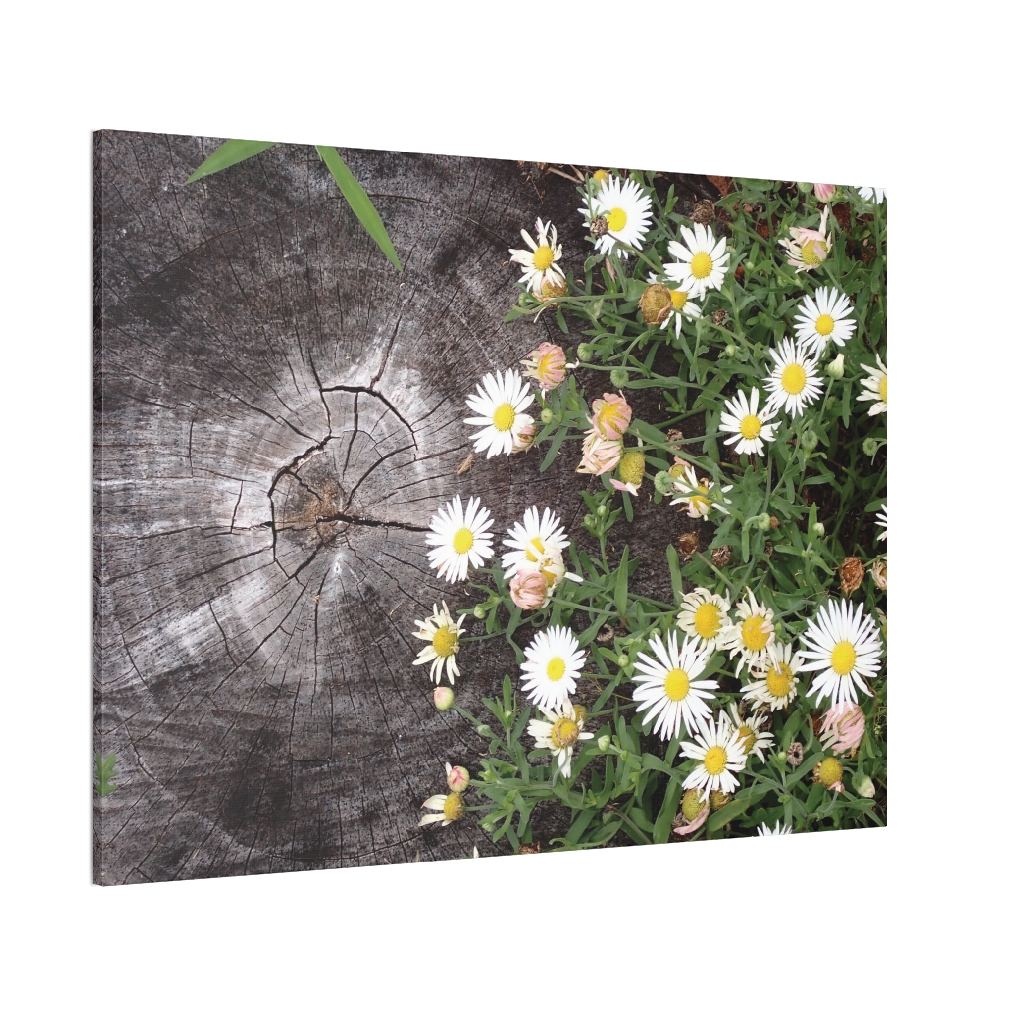 Daisies on Weathered Wood Canvas Wall Art