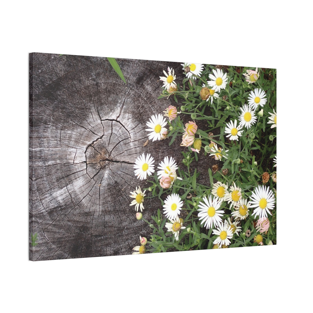 Daisies on Weathered Wood Canvas Wall Art