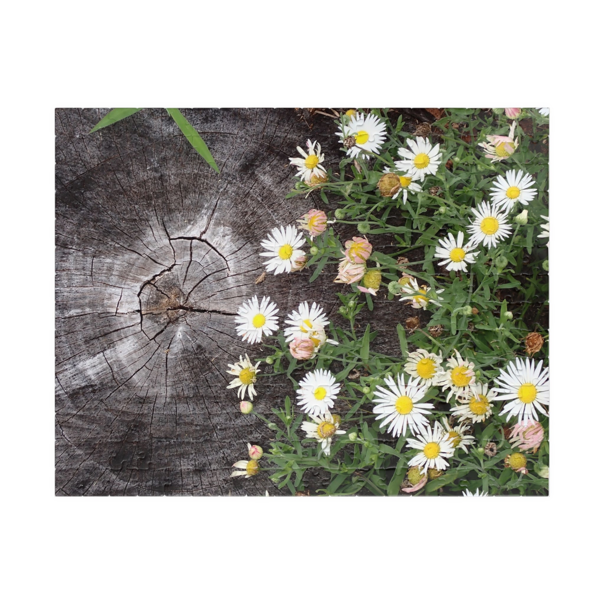 Daisy Garden Puzzle — Rustic Wood & Wildflower Jigsaw (110–1014 pcs)