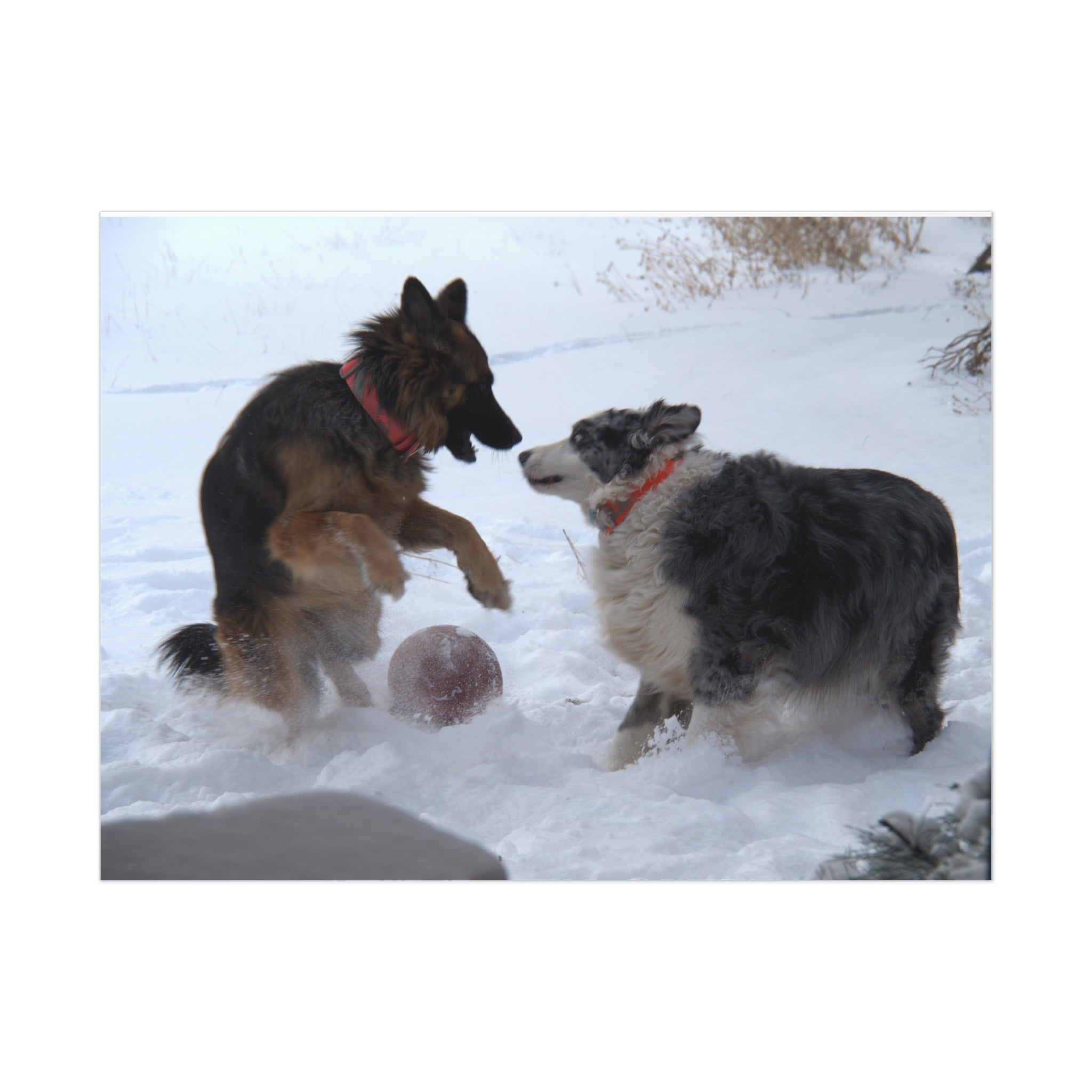 Dog Playful Winter Photo Poster — Two Dogs Playing in Snow Wall Art