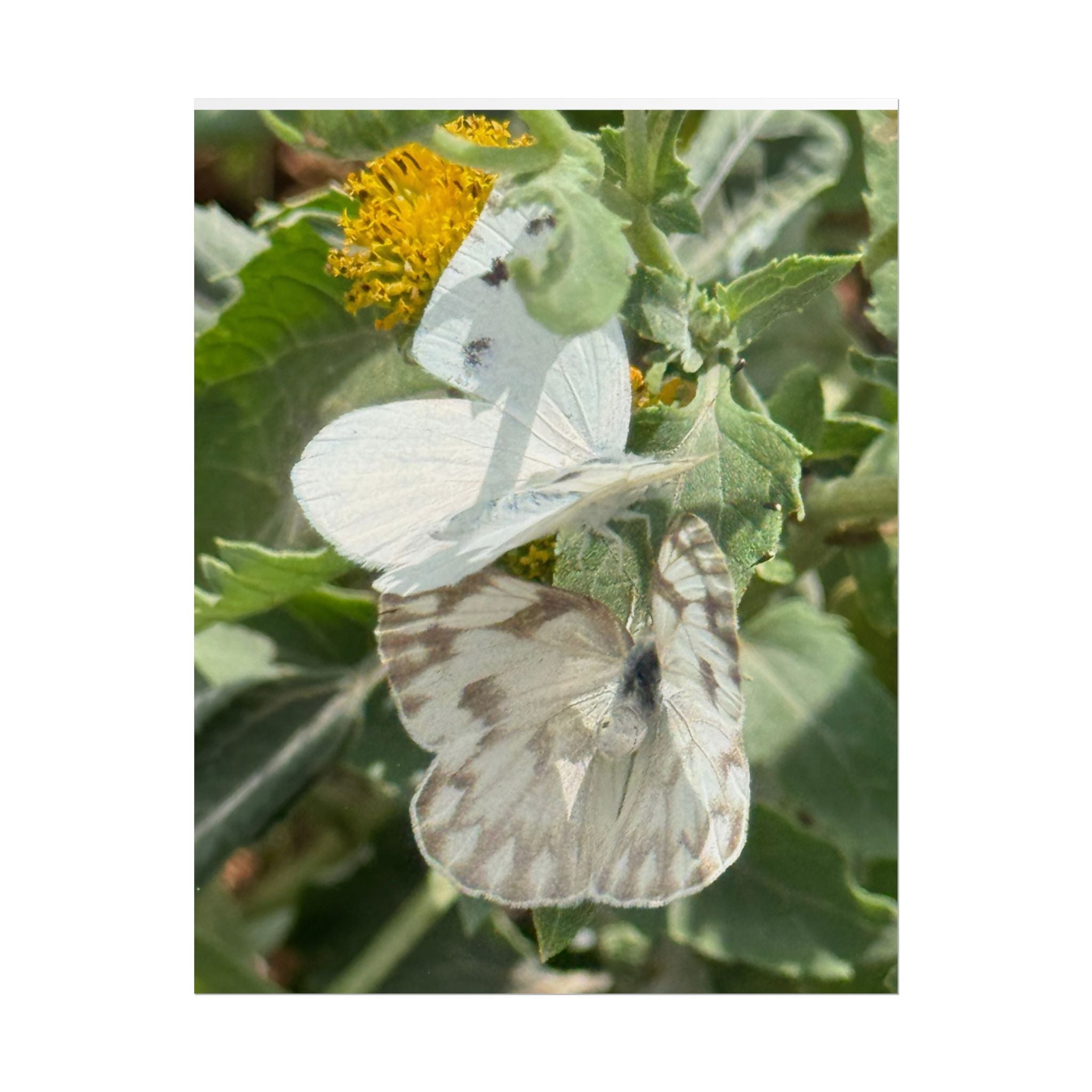 Butterfly Close-Up Rolled Poster — Nature Photography Wall Art