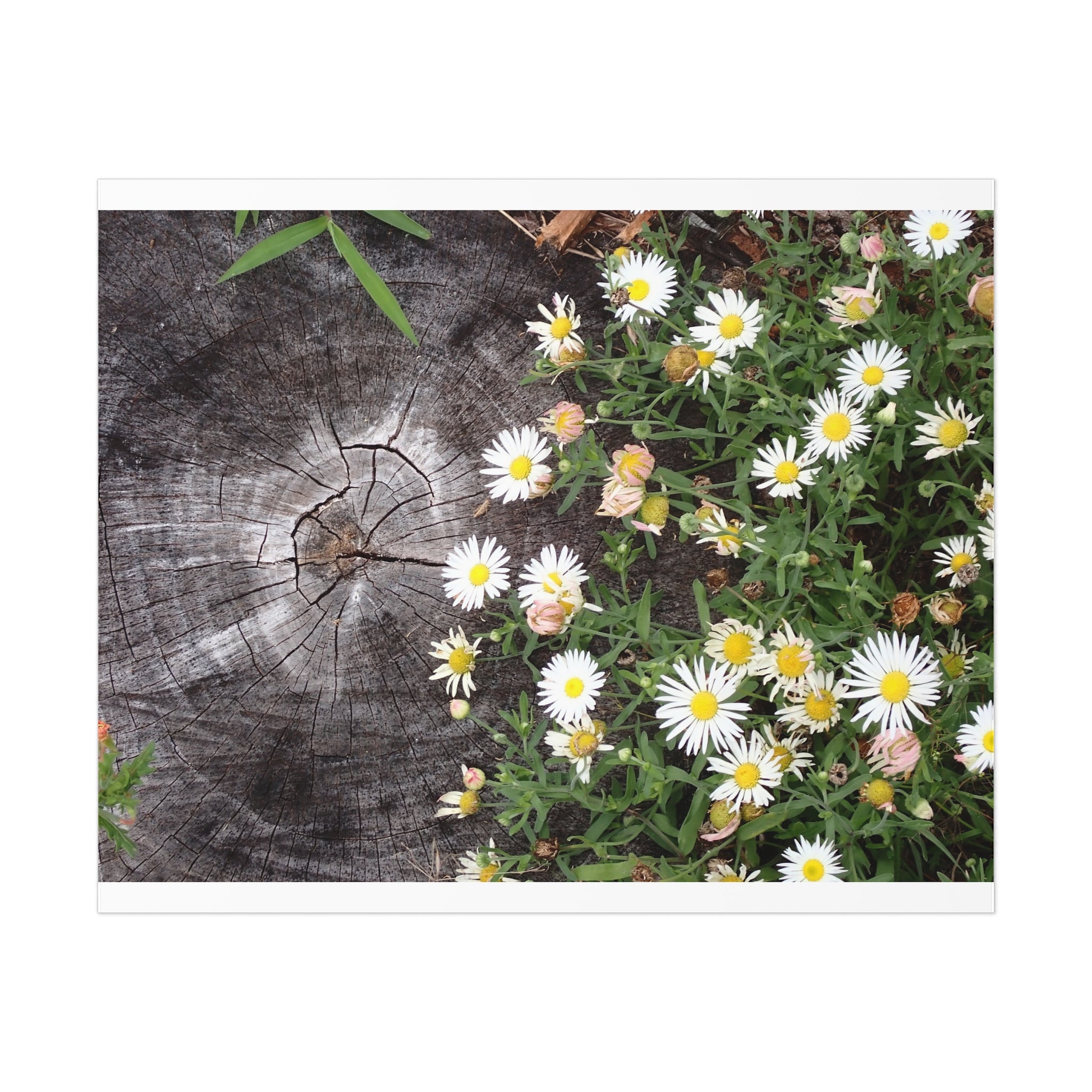 Daisy Cluster Poster