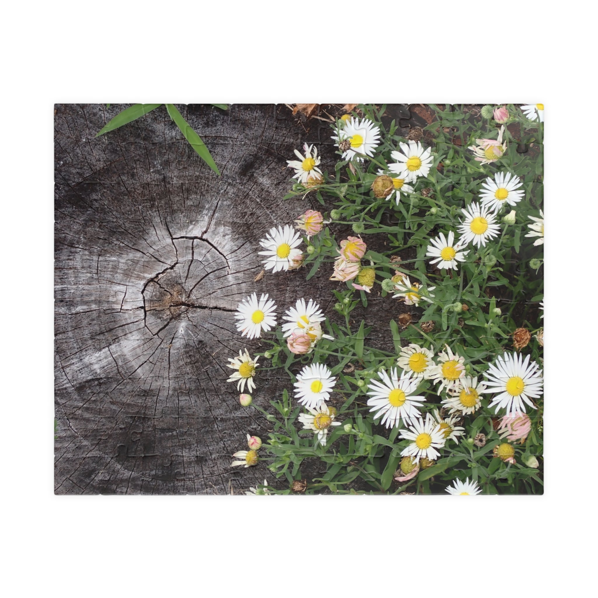 Daisy Garden Puzzle — Rustic Wood & Wildflower Jigsaw (110–1014 pcs)