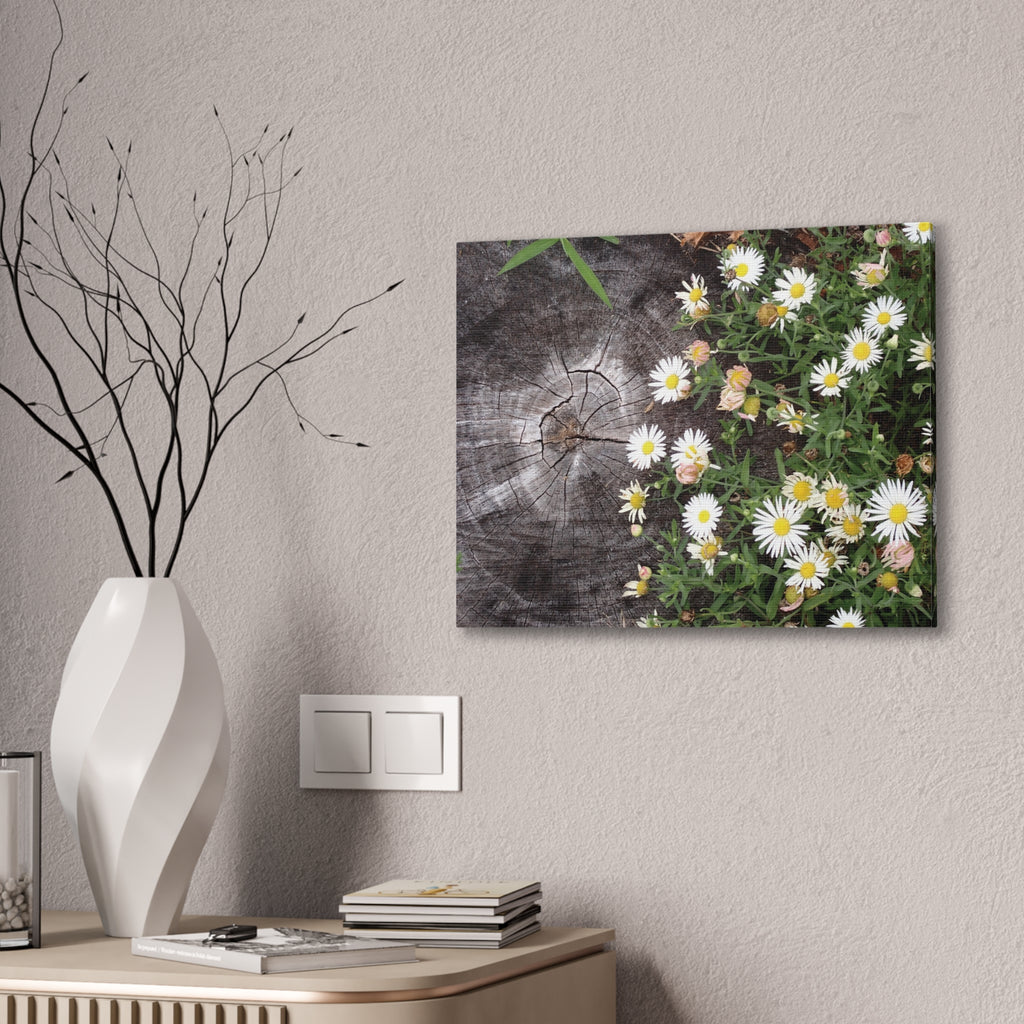 Daisies on Weathered Wood Canvas Wall Art