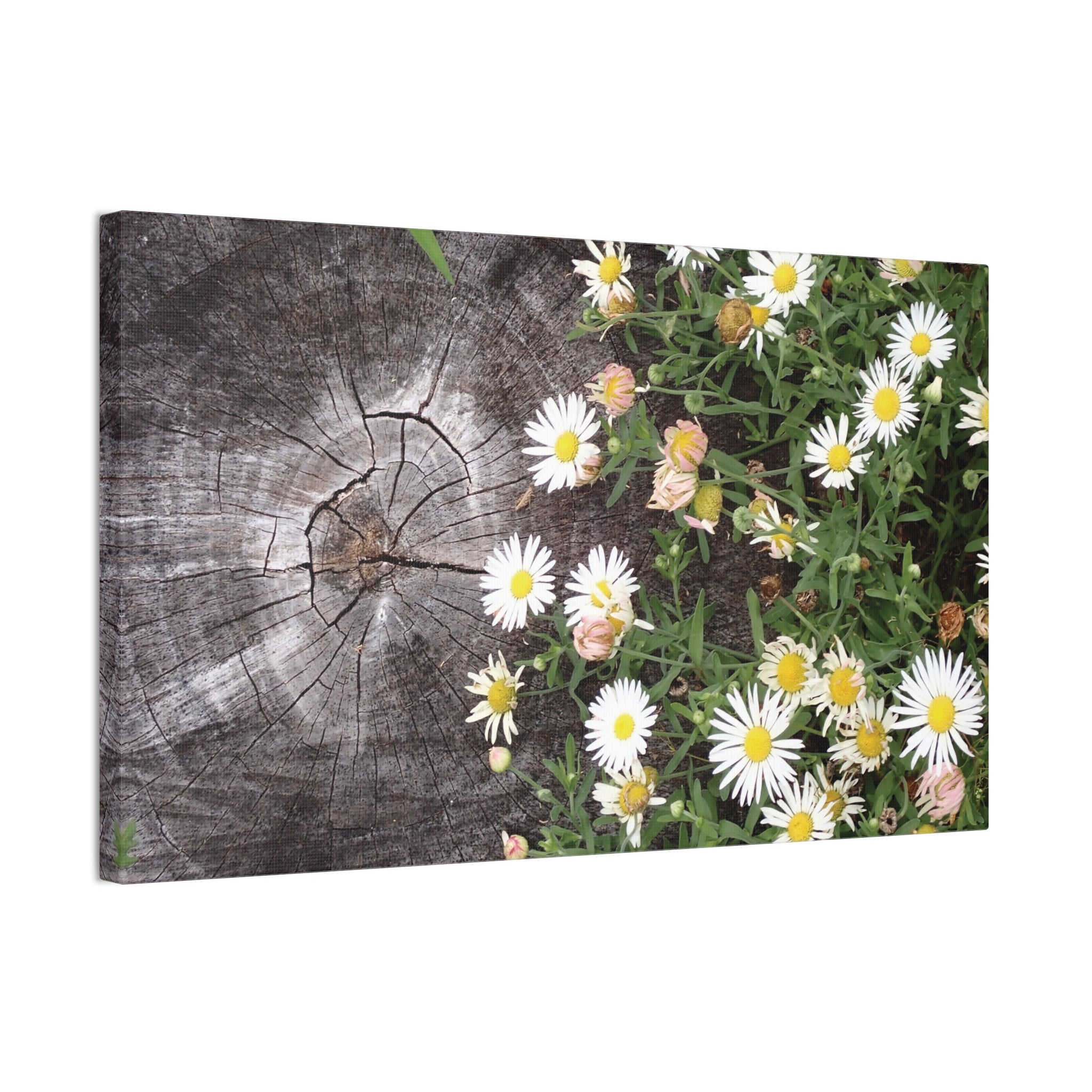 Daisies on Weathered Wood Canvas Wall Art