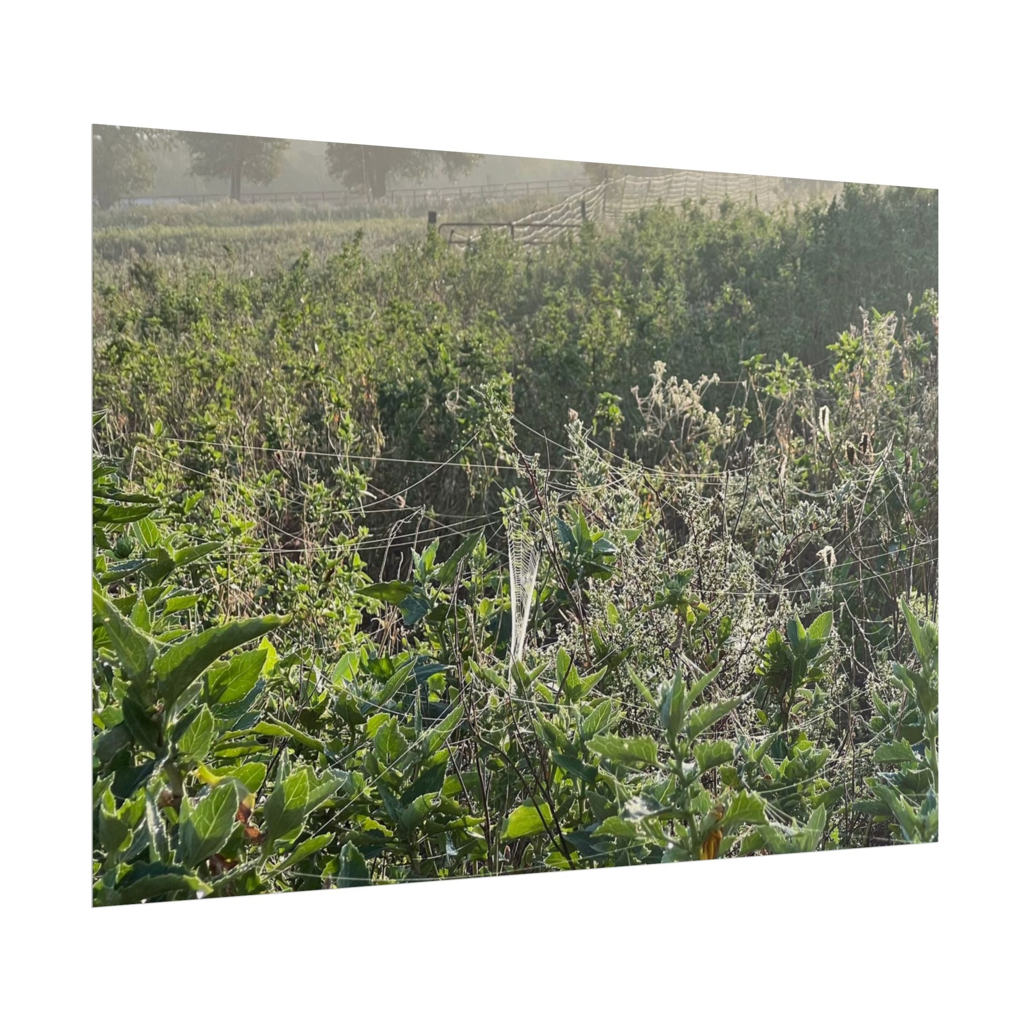 Morning Meadow Rolled Poster — Misty Wildflower Landscape Wall Art