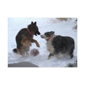 Dog Playful Winter Photo Poster — Two Dogs Playing in Snow Wall Art
