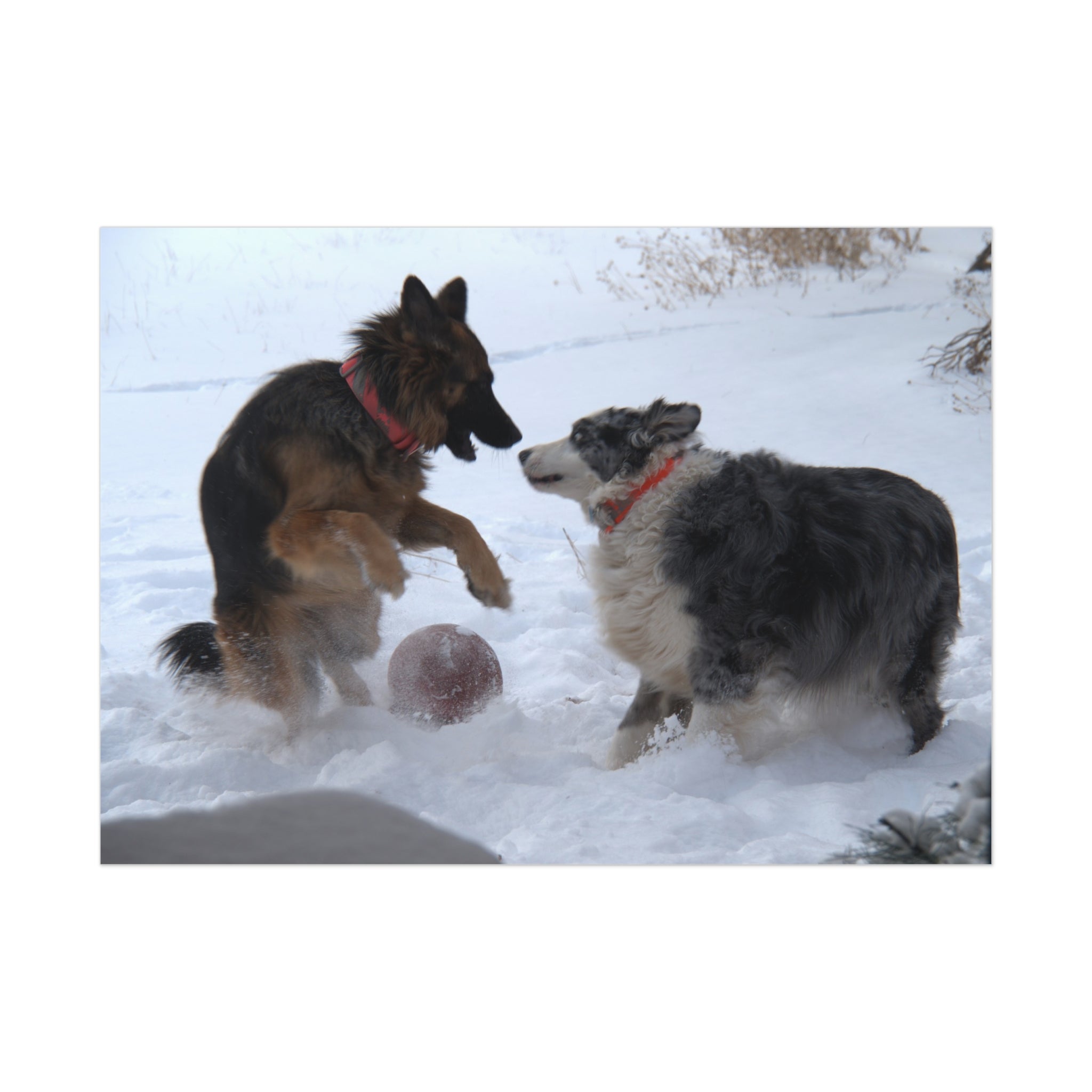Dog Playful Winter Photo Poster — Two Dogs Playing in Snow Wall Art