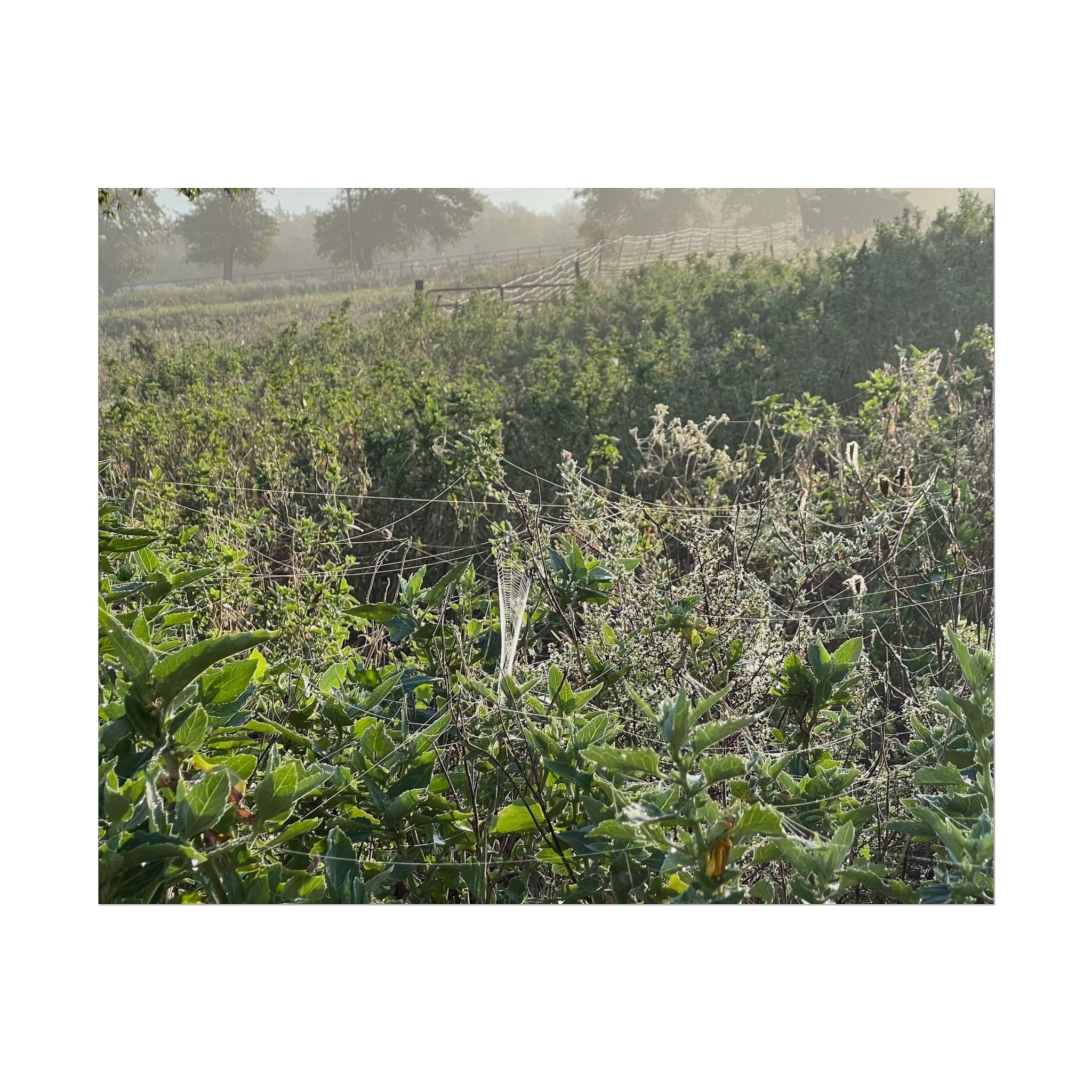 Morning Meadow Rolled Poster — Misty Wildflower Landscape Wall Art