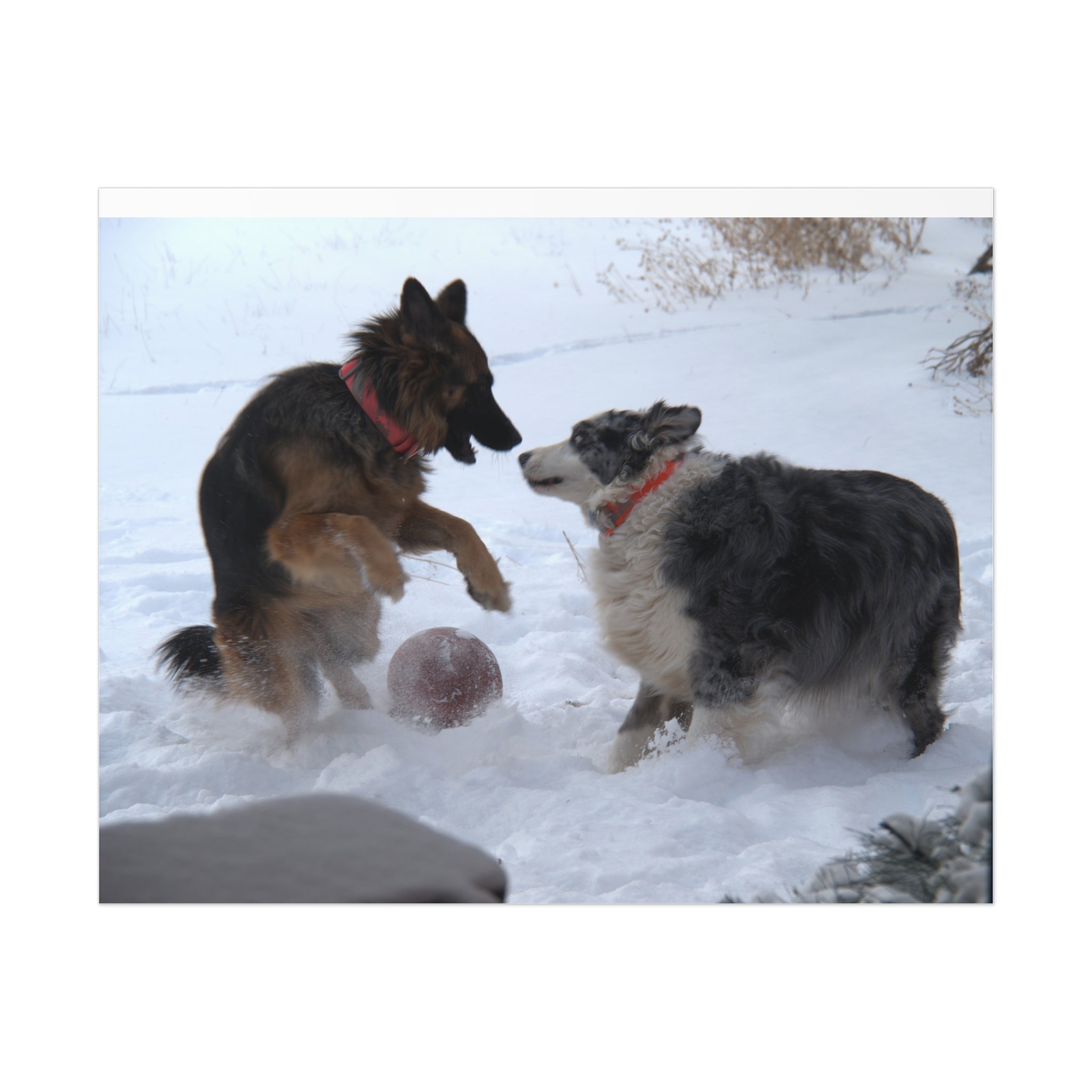 Dog Playful Winter Photo Poster — Two Dogs Playing in Snow Wall Art