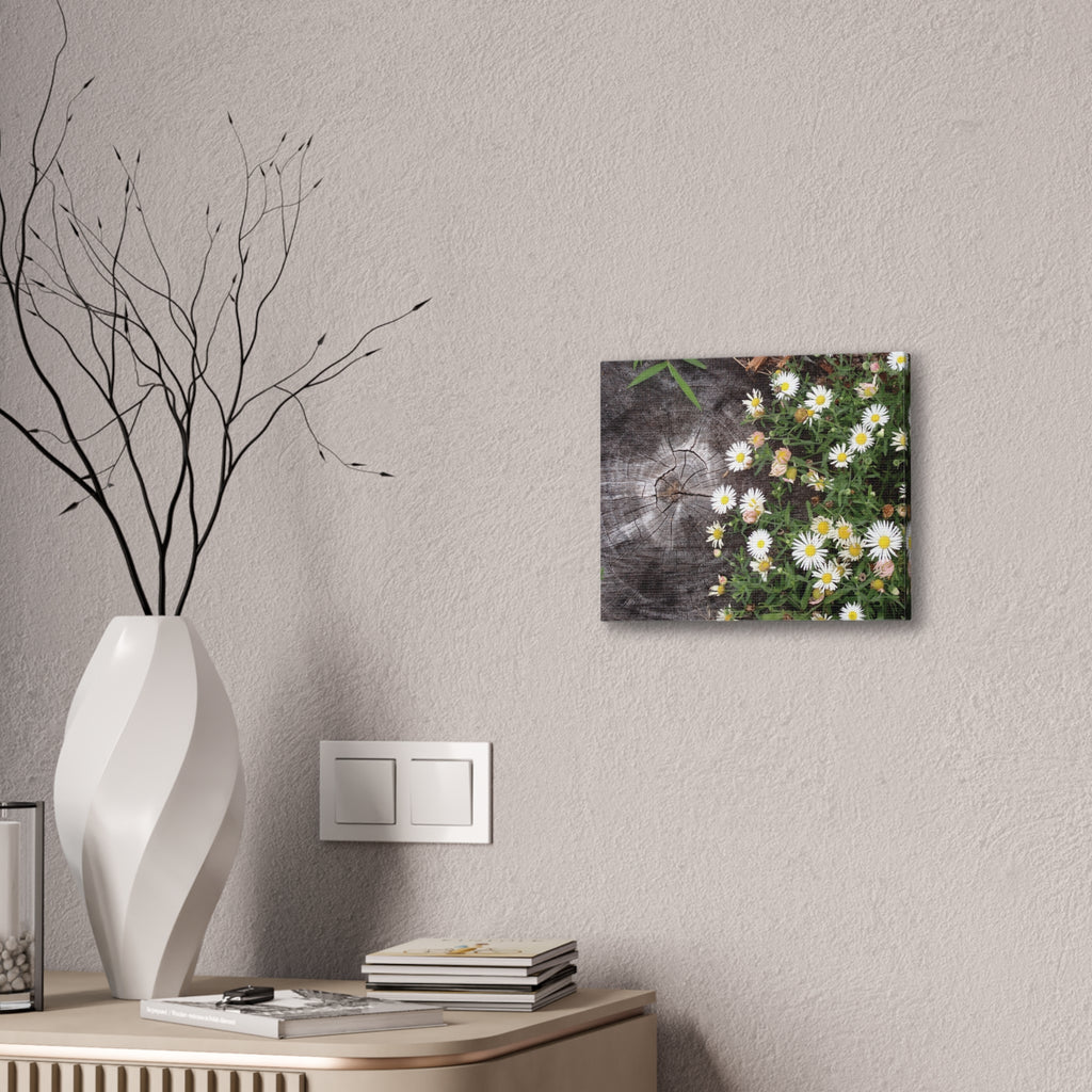 Daisies on Weathered Wood Canvas Wall Art