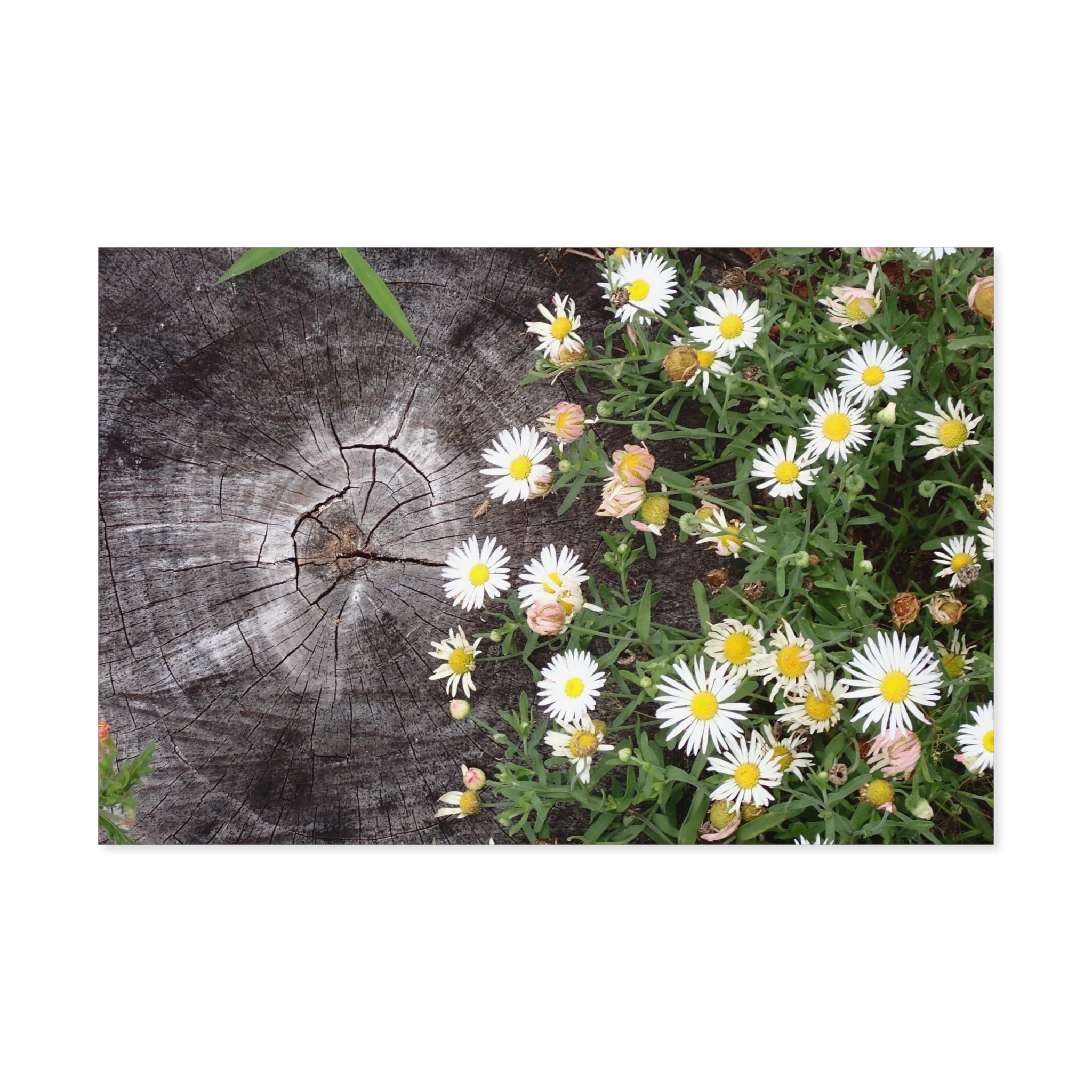 Daisy Cluster Poster
