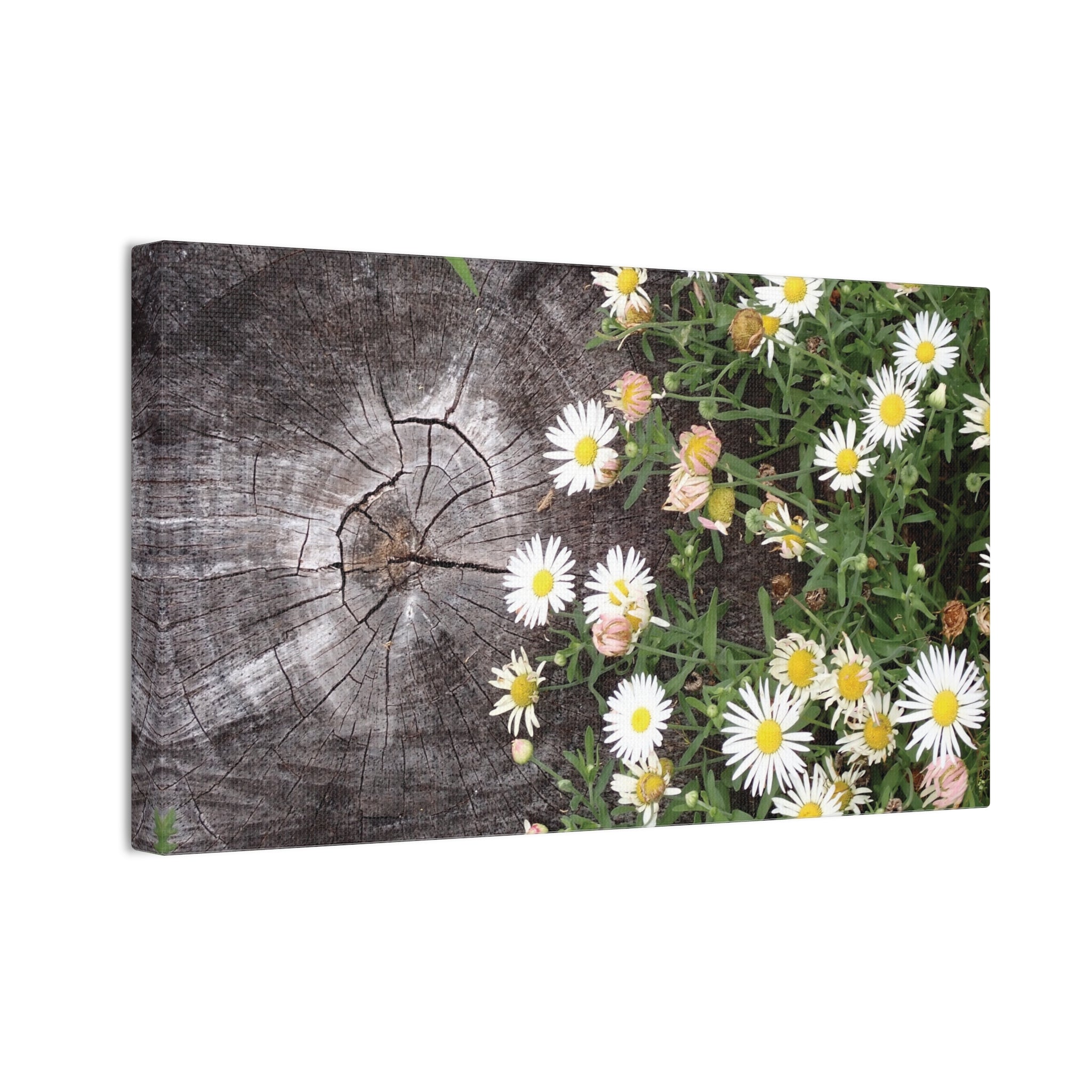 Daisies on Weathered Wood Canvas Wall Art