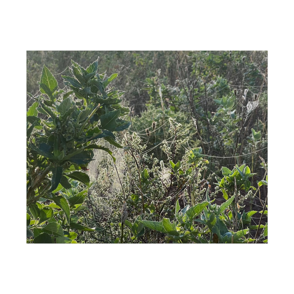 Botanical Greenery Poster — Wild Meadow Spider Web Rolled Art Print