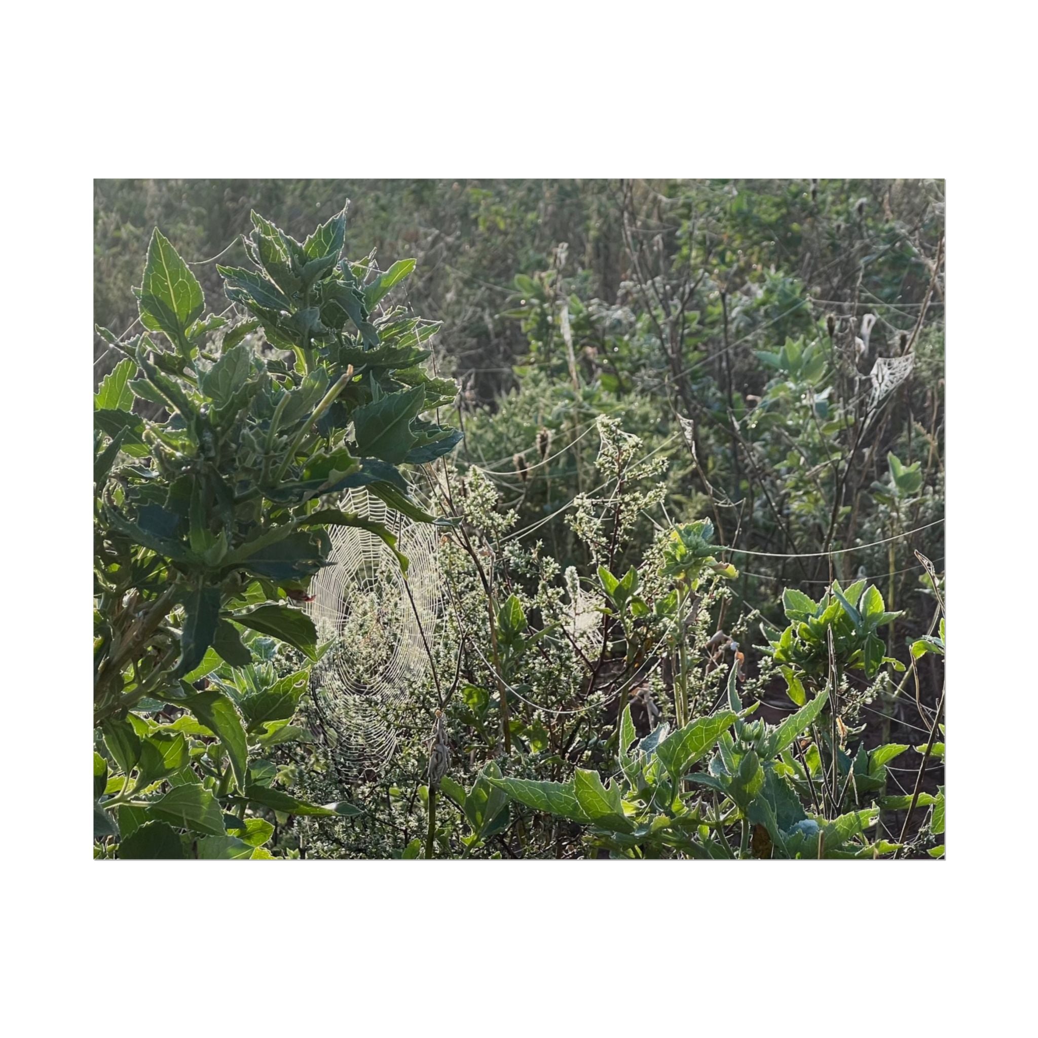 Botanical Greenery Poster — Wild Meadow Spider Web Rolled Art Print
